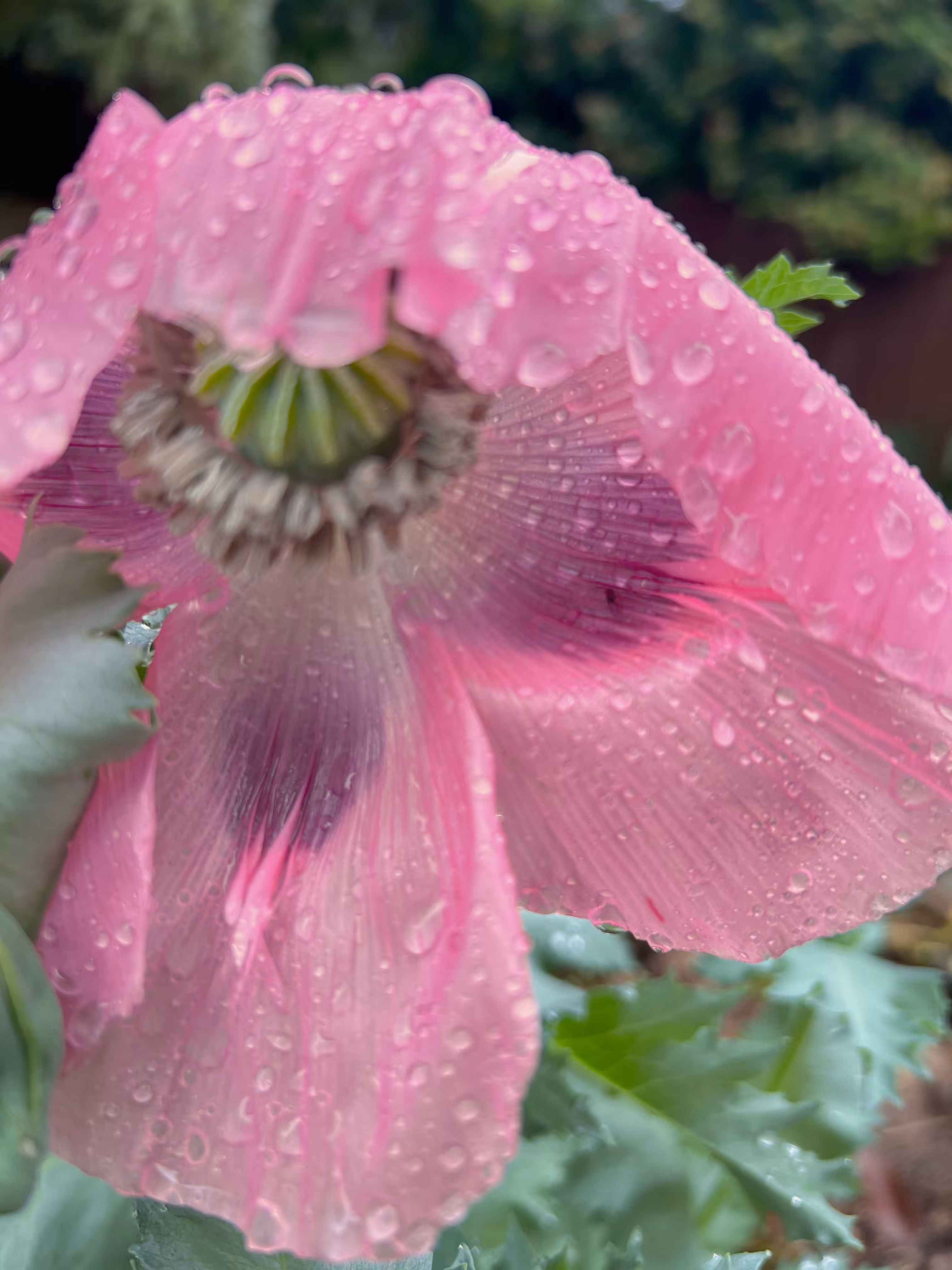 first poppy of the season