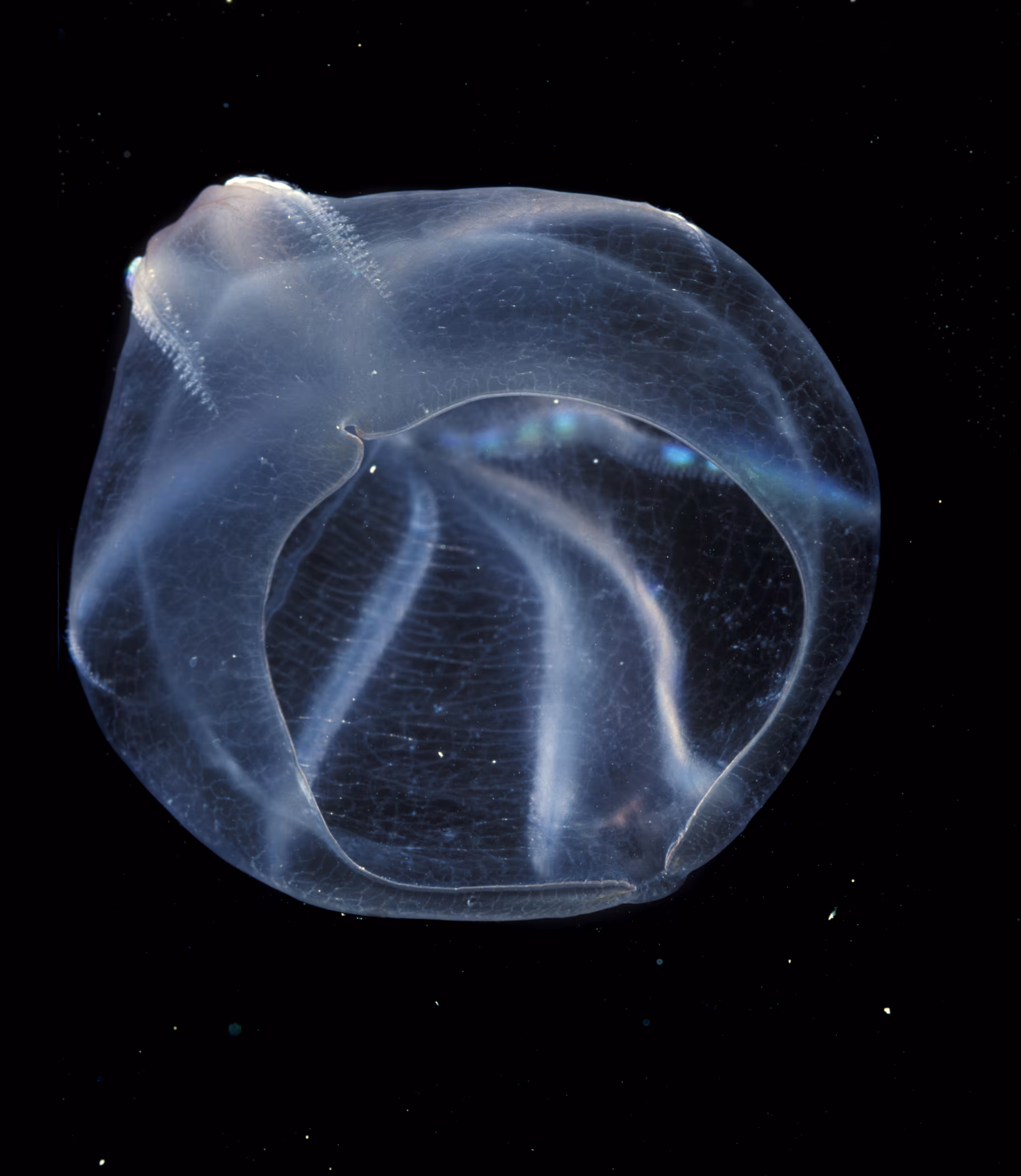 Invisible Oceans Founder's Collection: Invisible Oceans #47: Beroe I