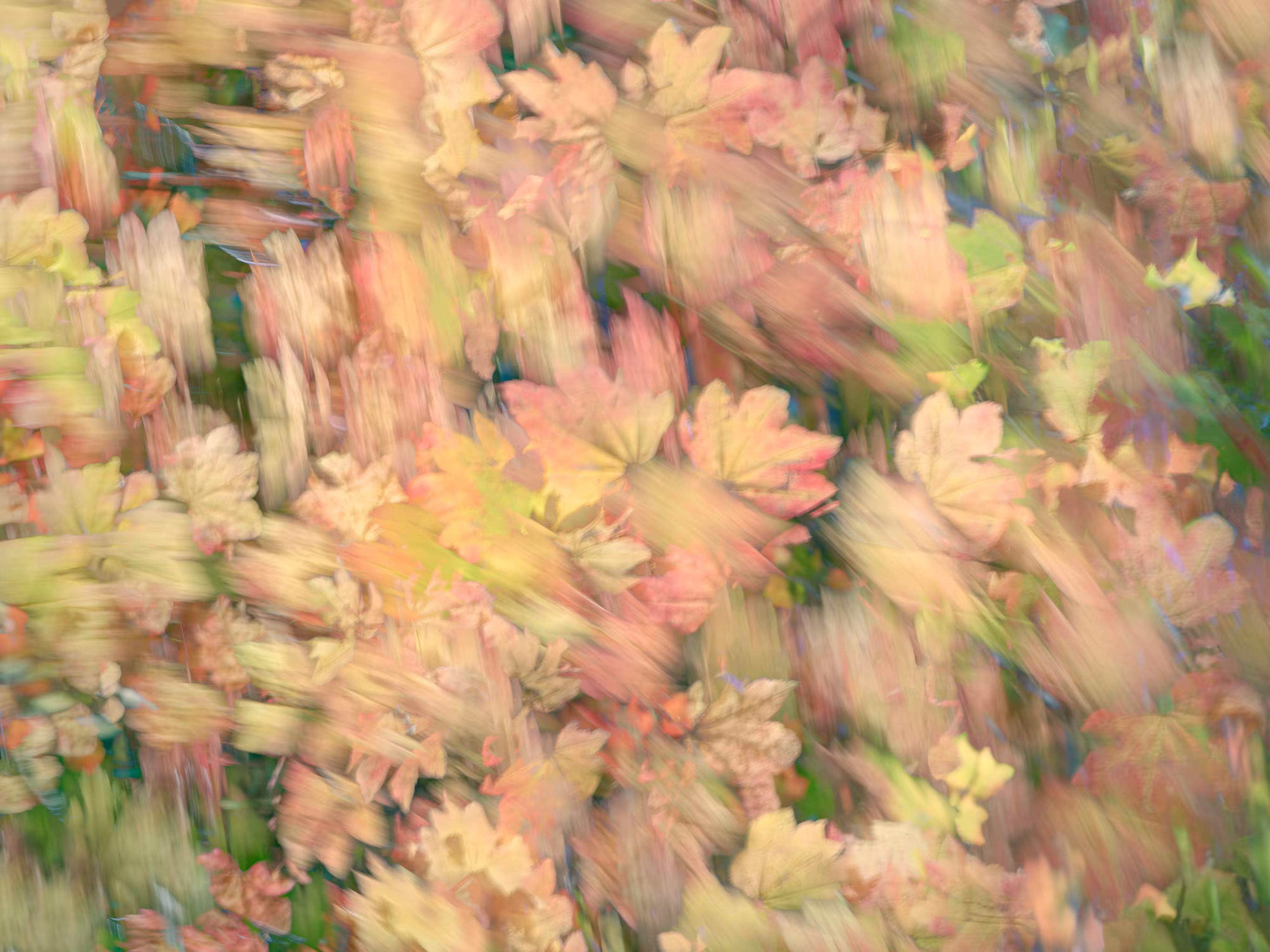 Maple Medley