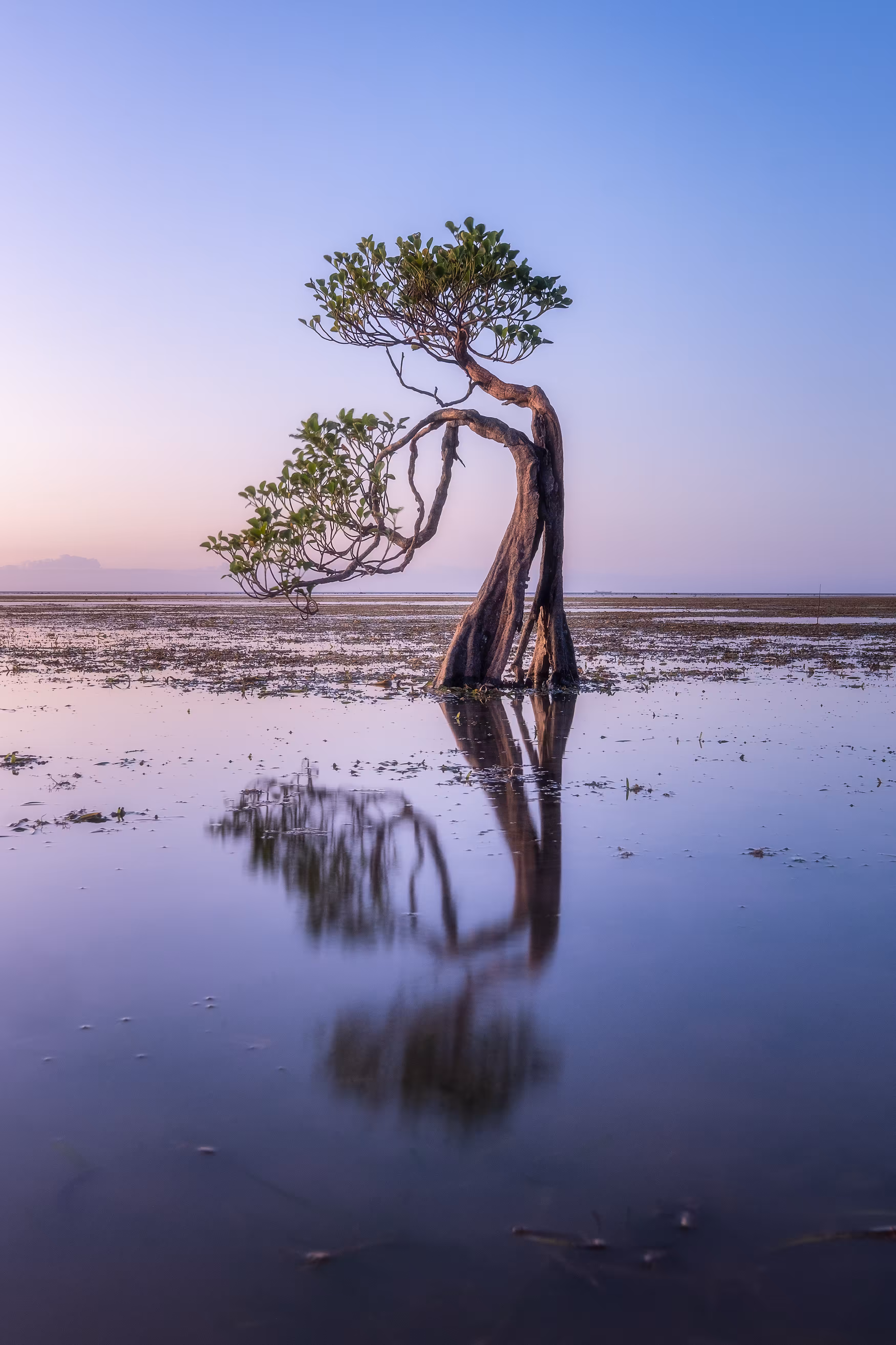 'Dancing Trees - The Dancers'