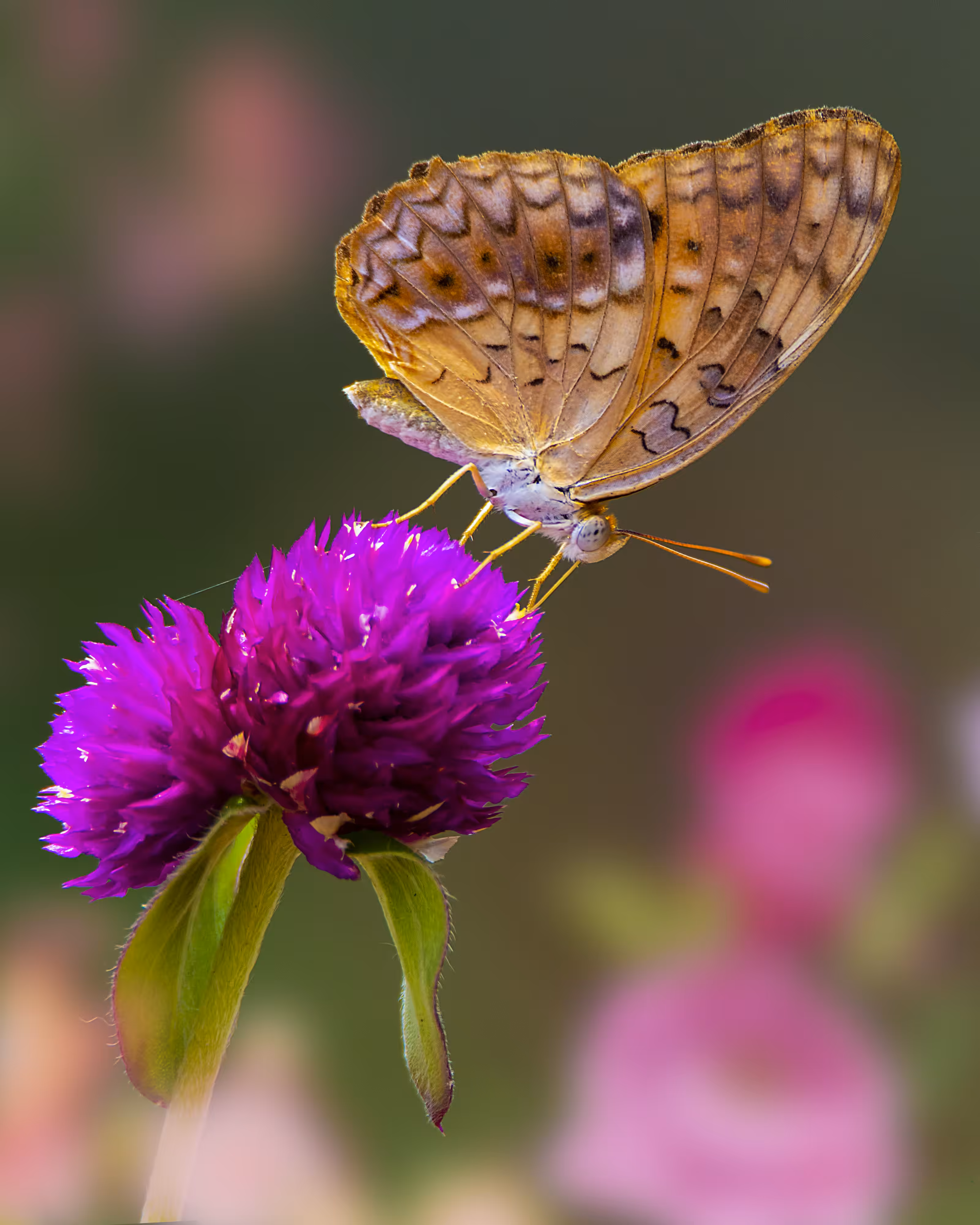 Common Leopard Butterfly