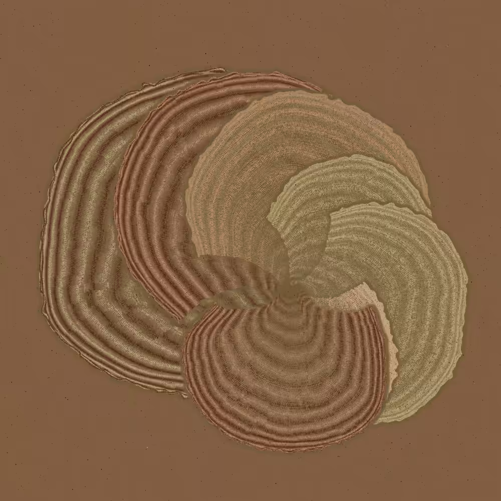 Padina #6