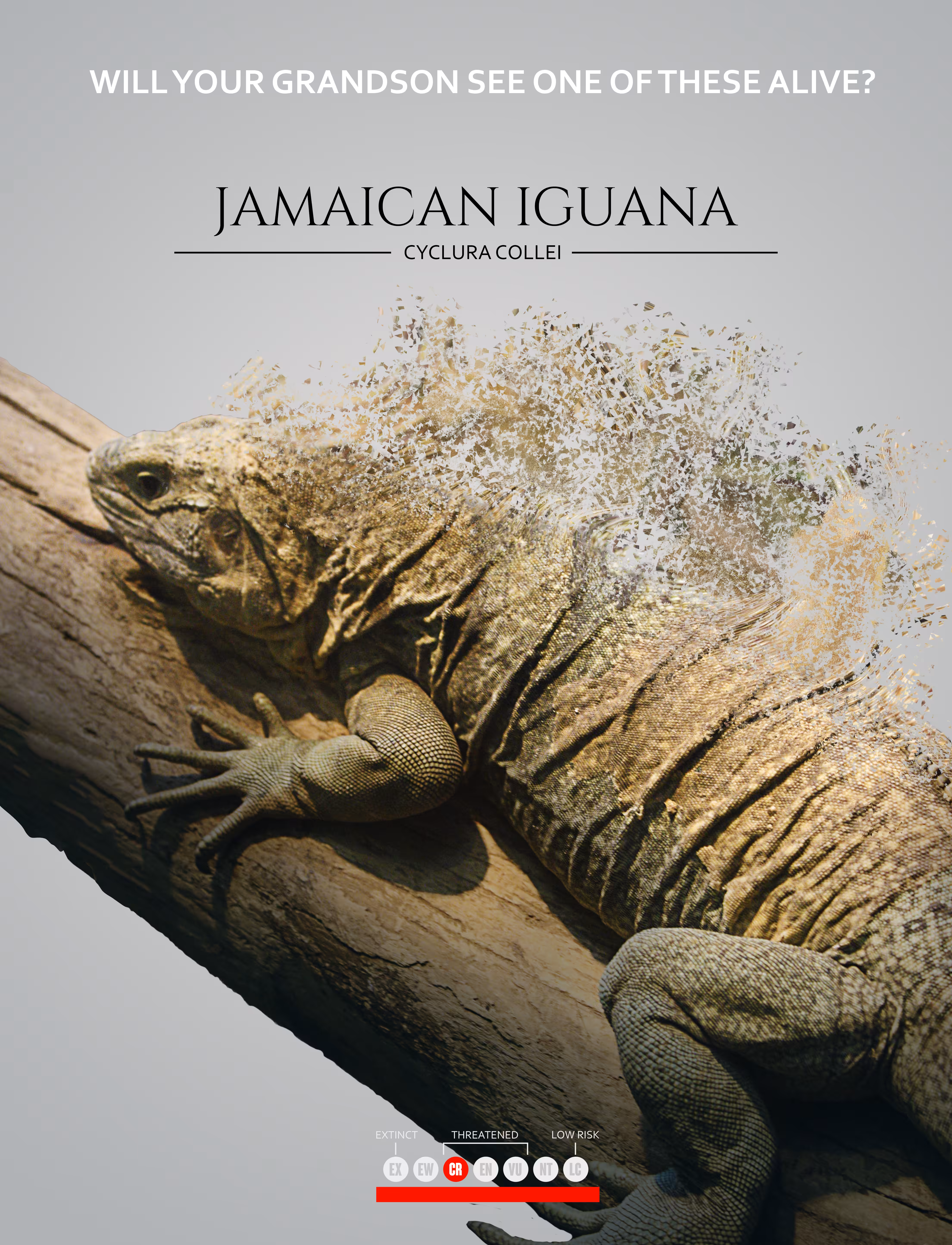 Jamaican Iguana - Save the animals