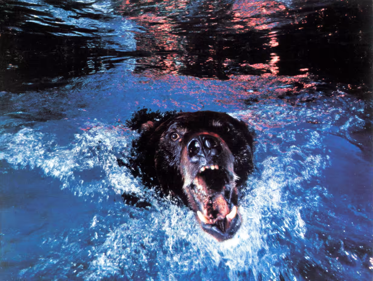Bears