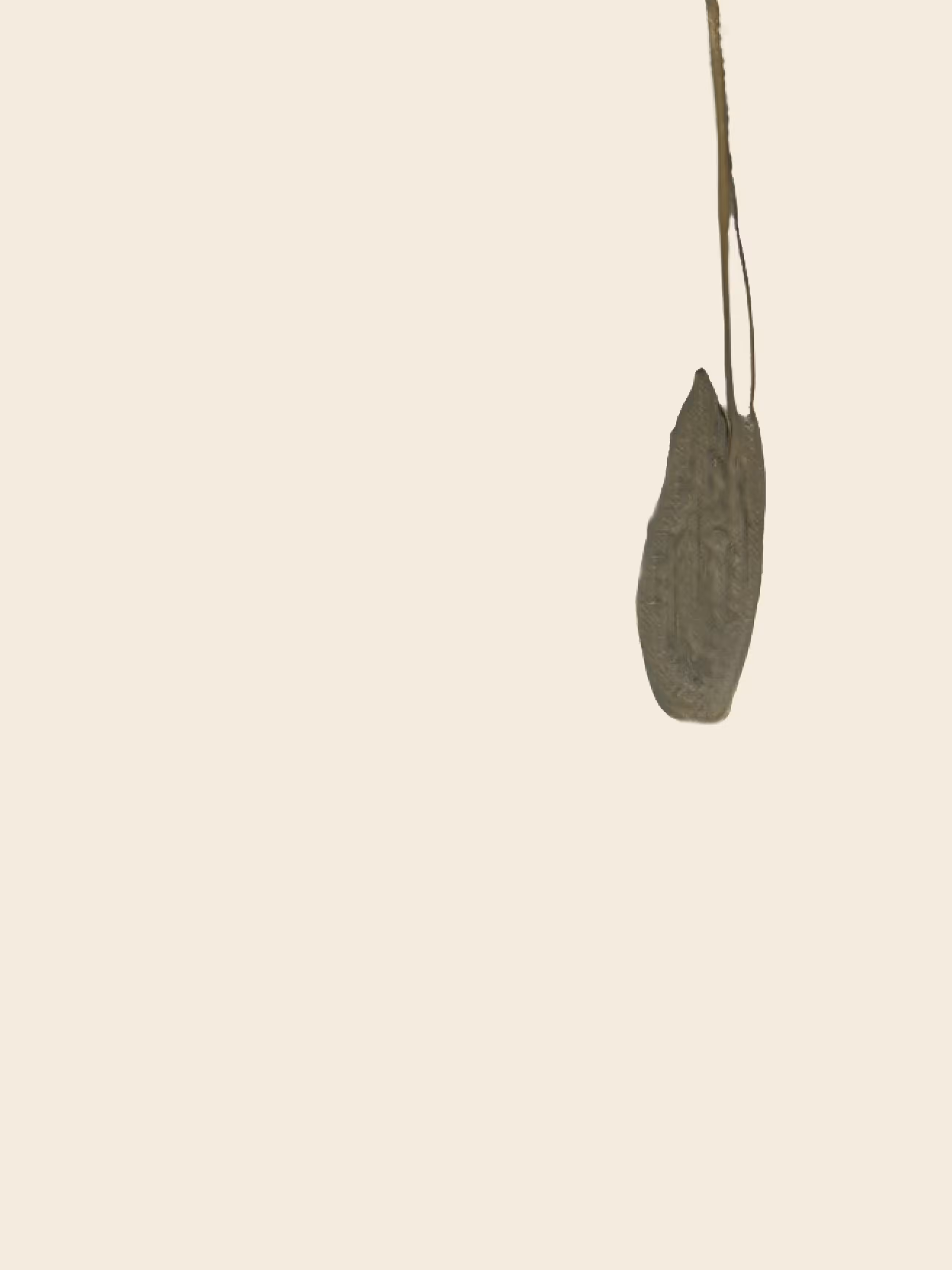 potential herbariums: impossible leaf (fragment) (study)