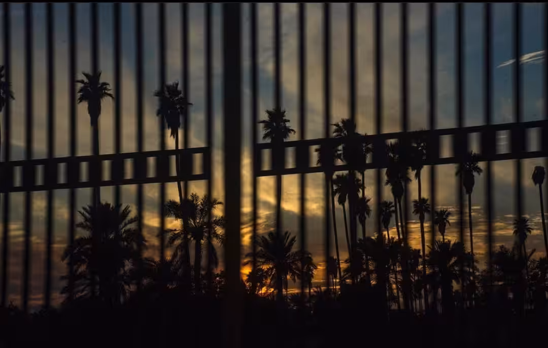 Sad Palms