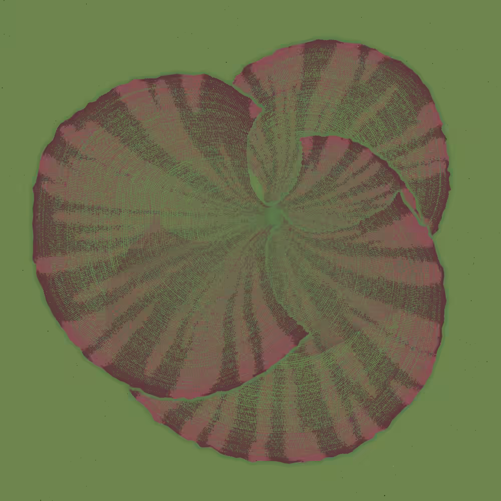 Padina #222