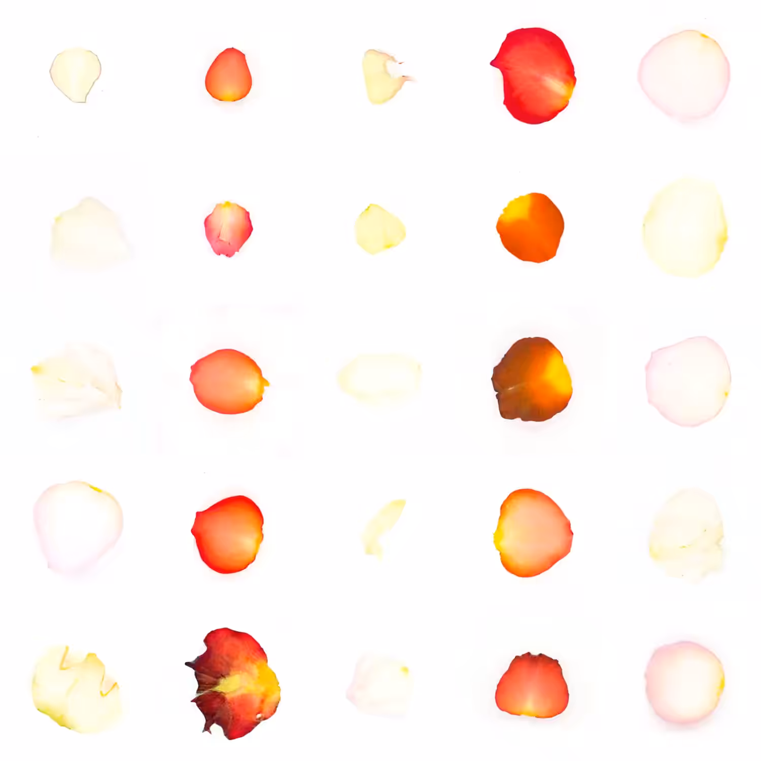 Infinite Petals 5x5#20186