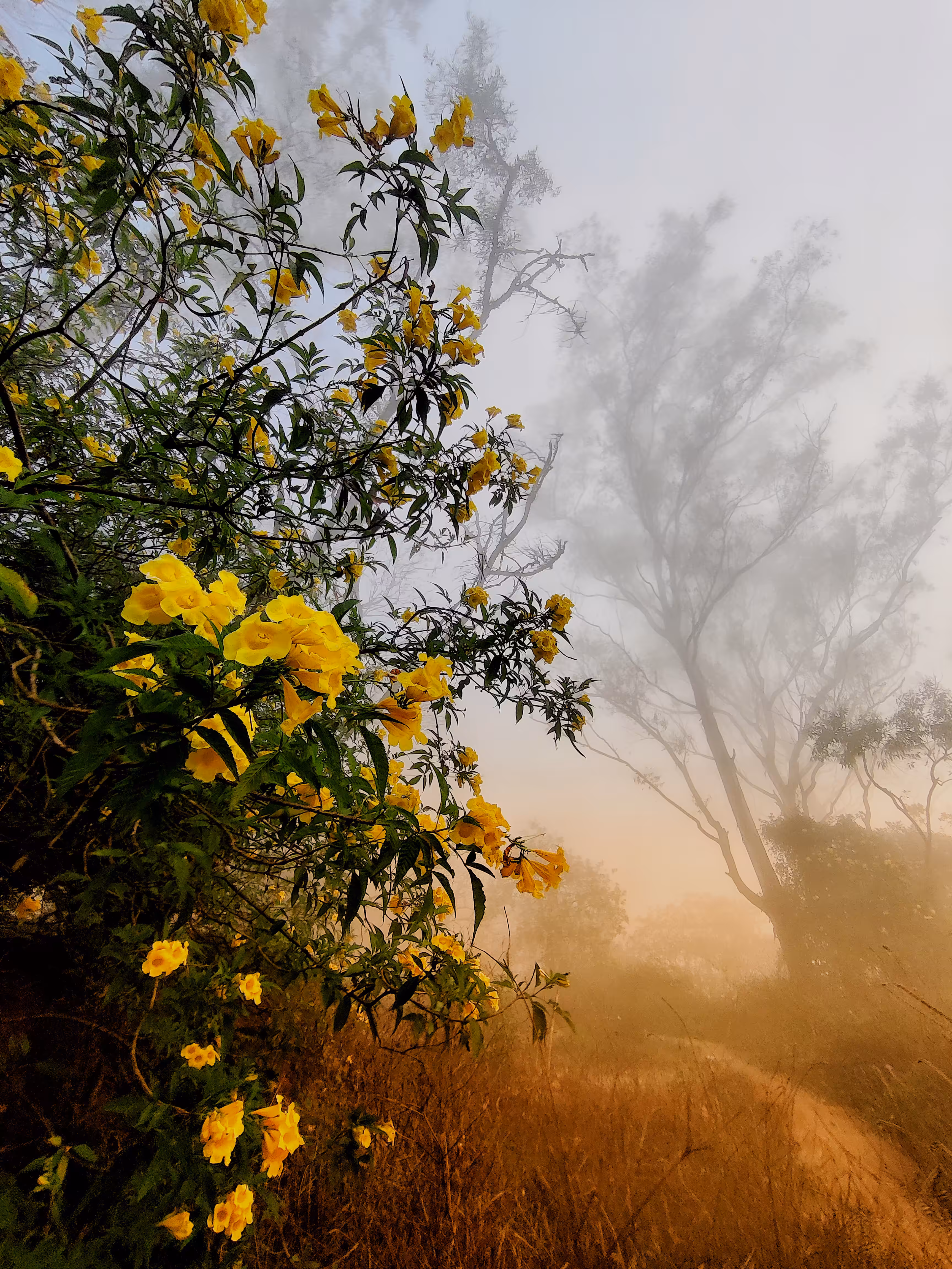Golden Trails