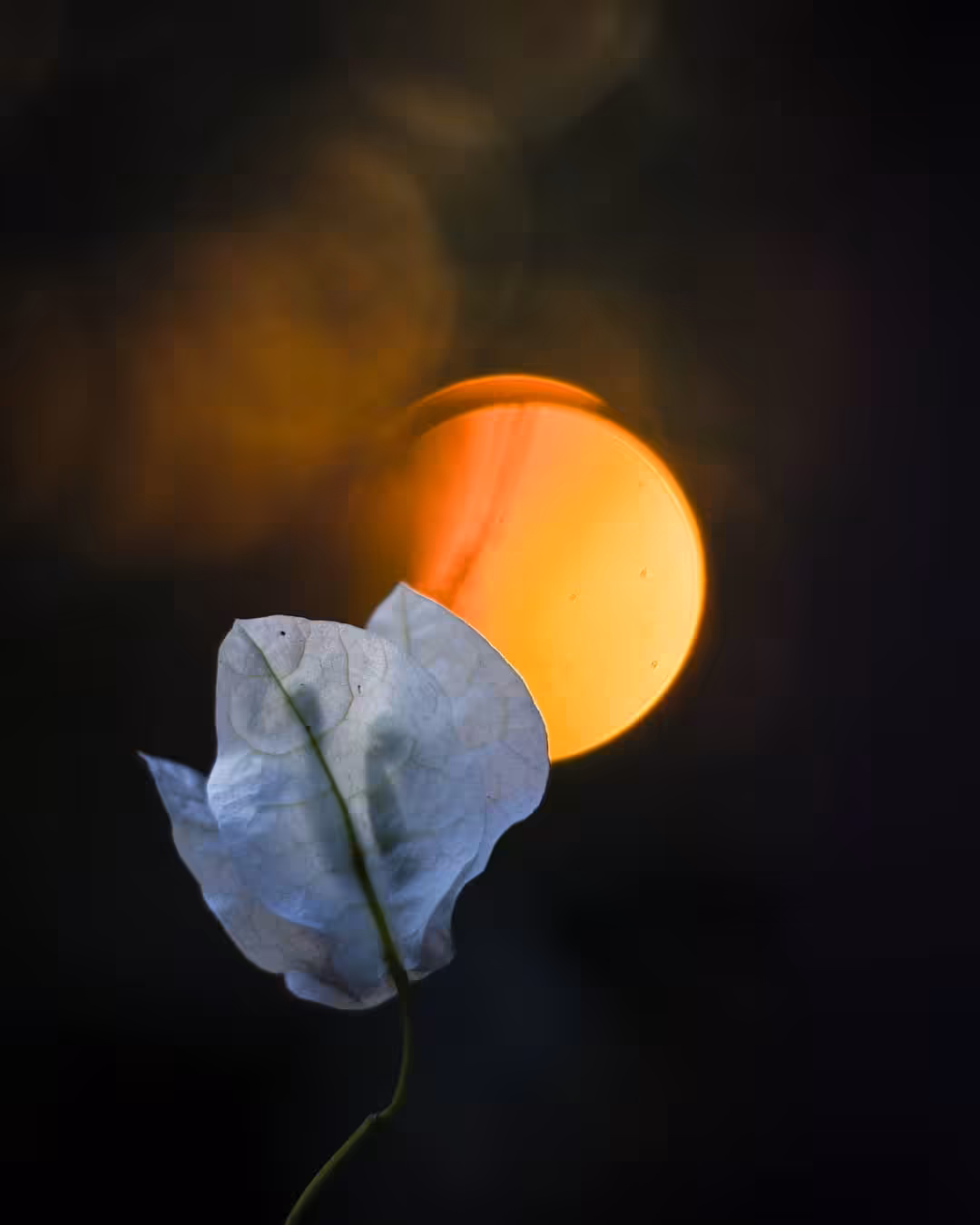 bloom #14