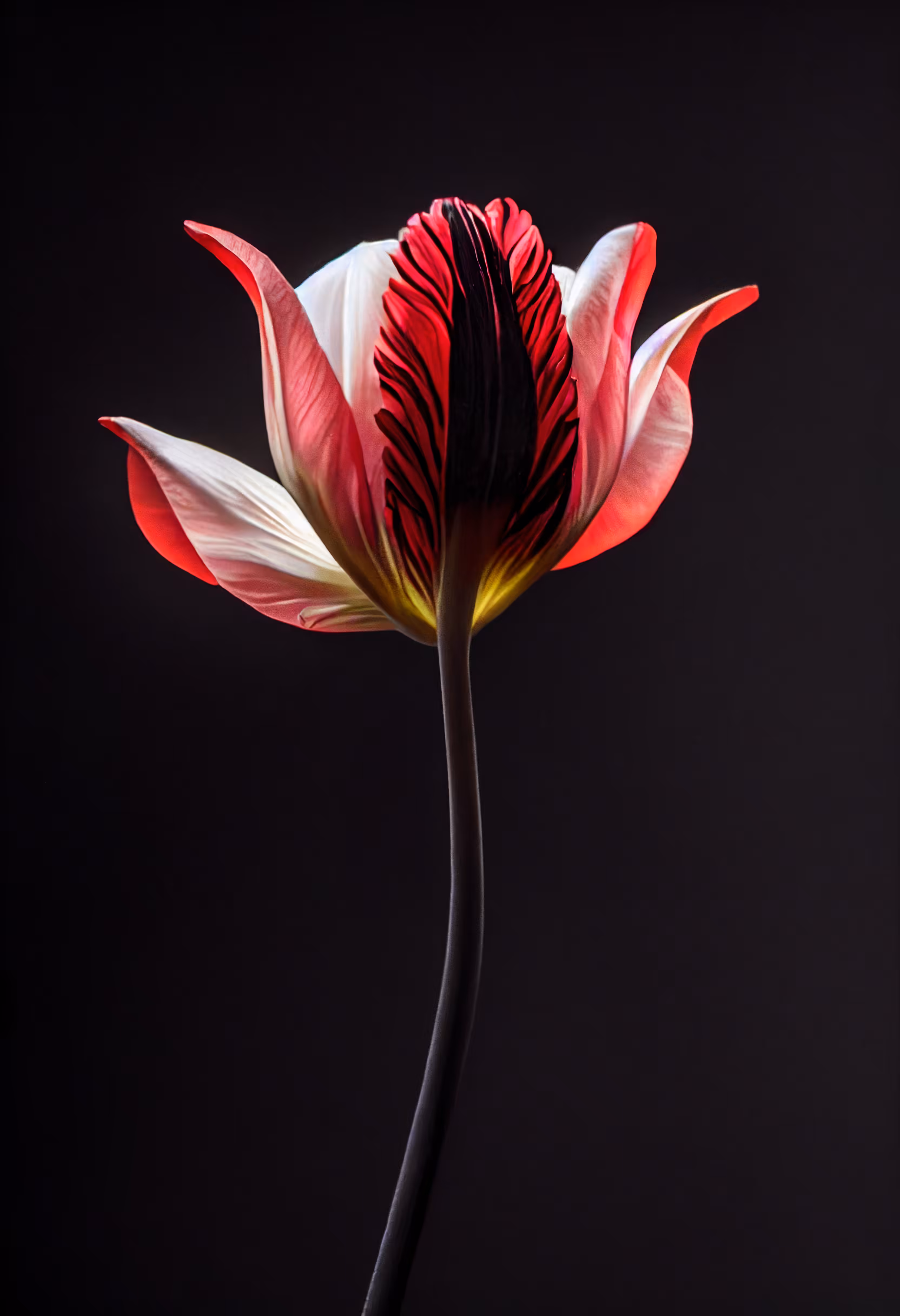 A Flower, Just For You. #77