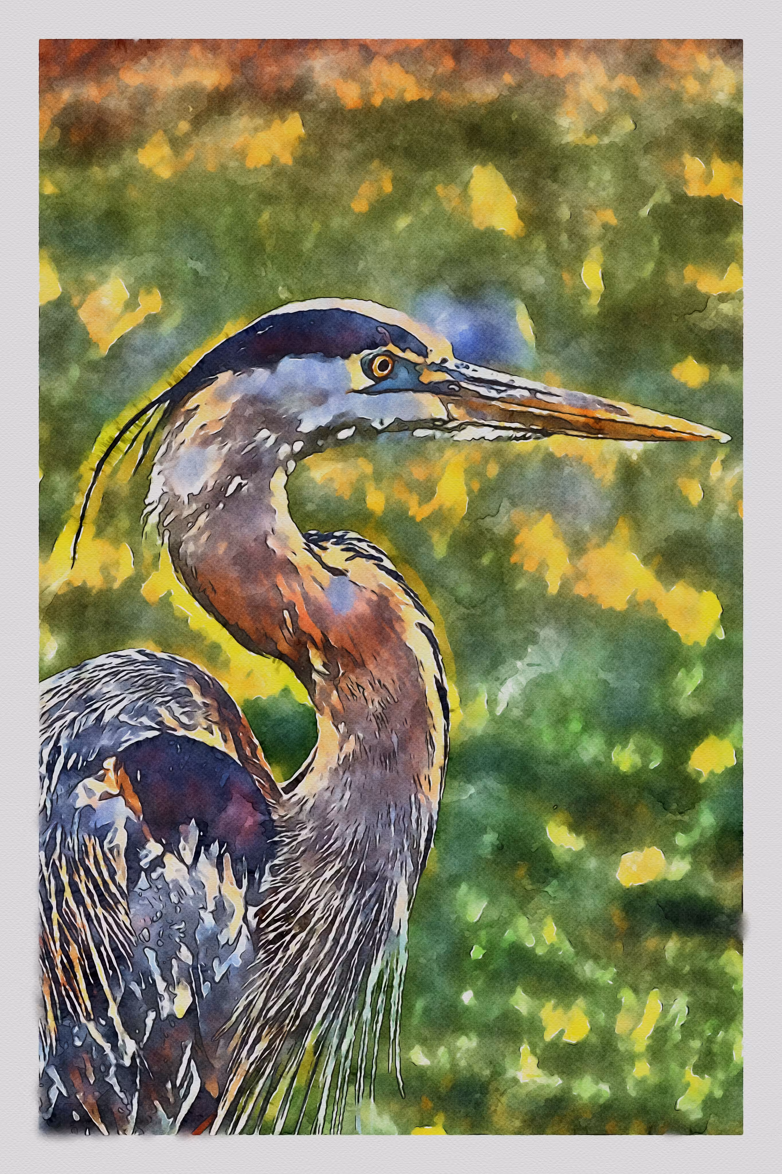 Watercolored: Watercolor - Great Blue Heron 3