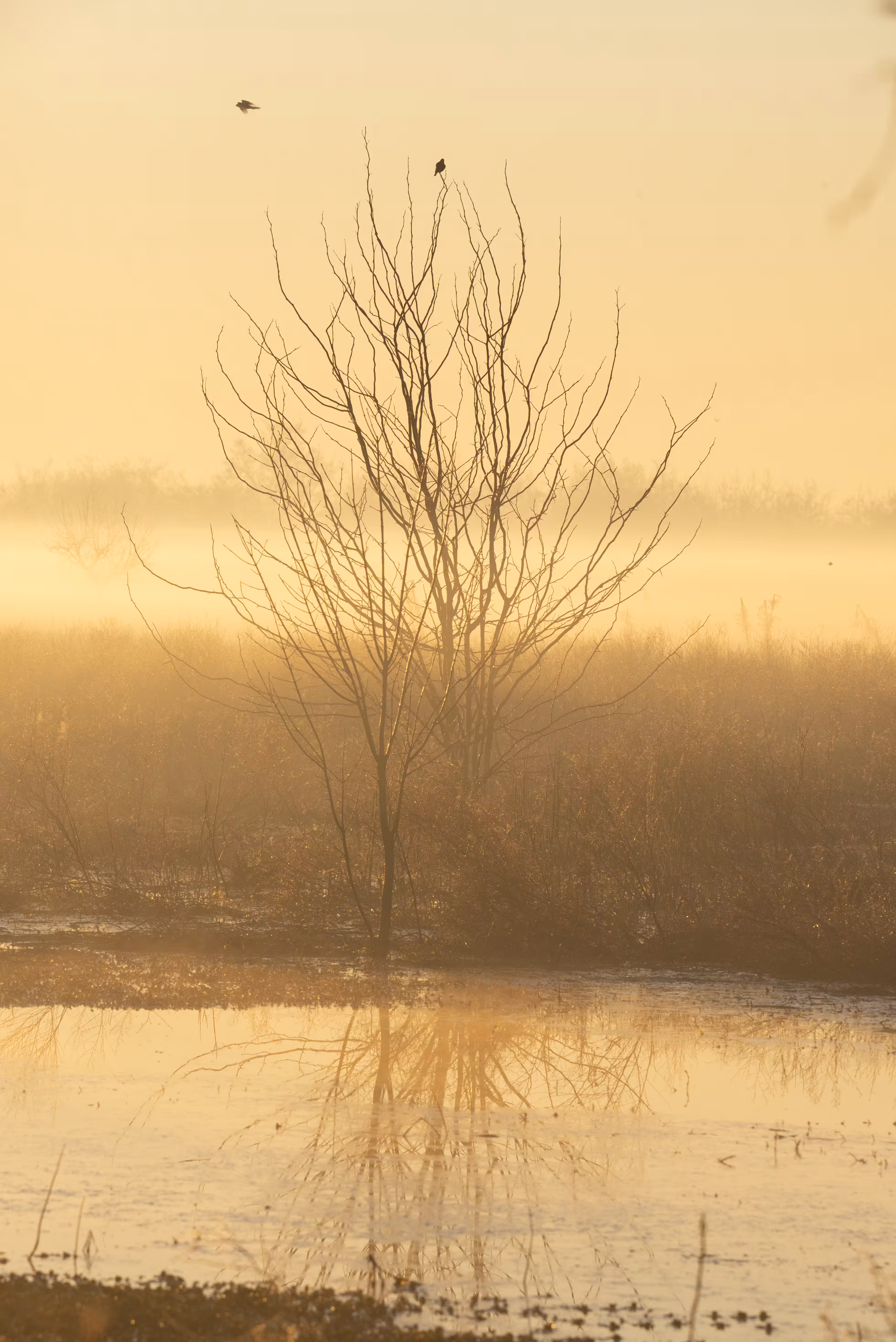 A Living Stillness