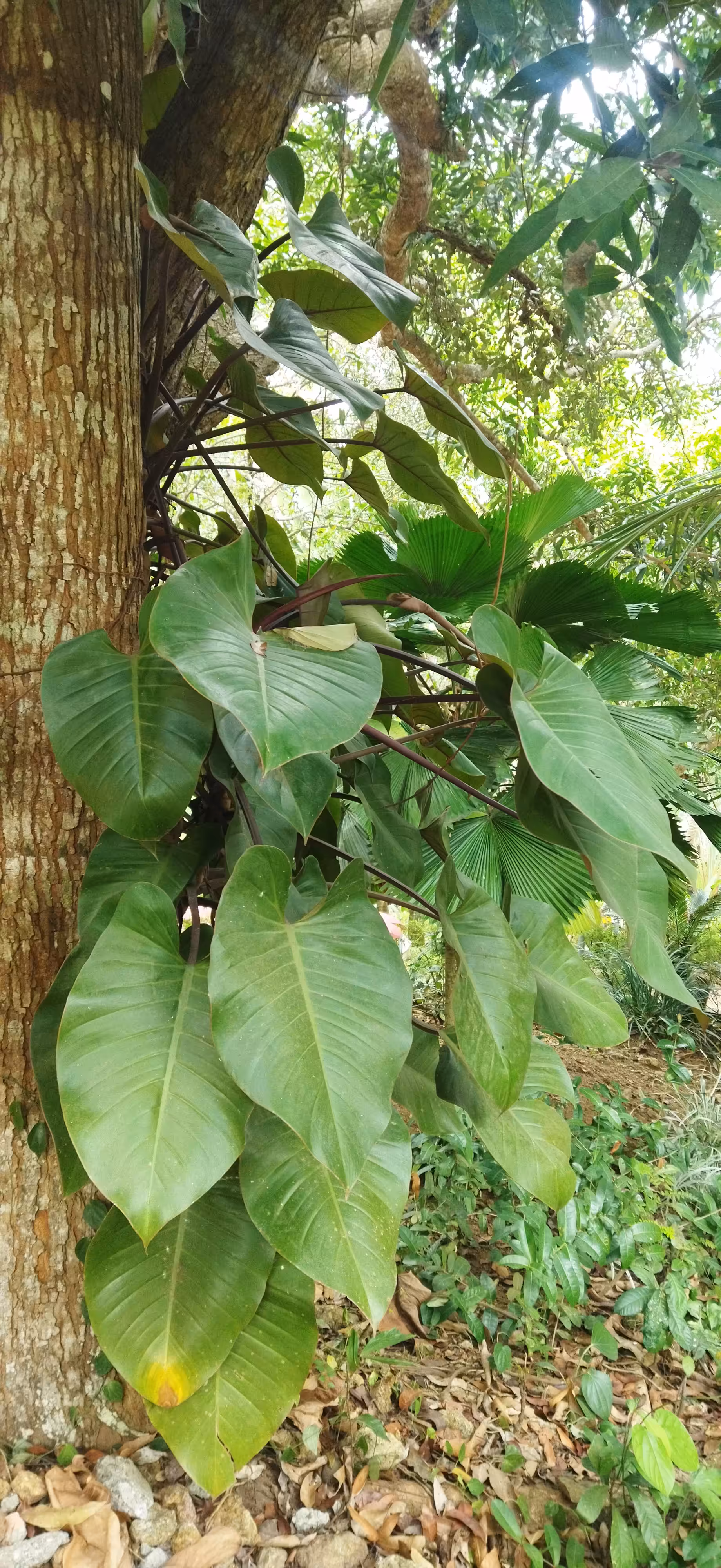 My World Of Flora And Fauna: The Blushing Philodendron
