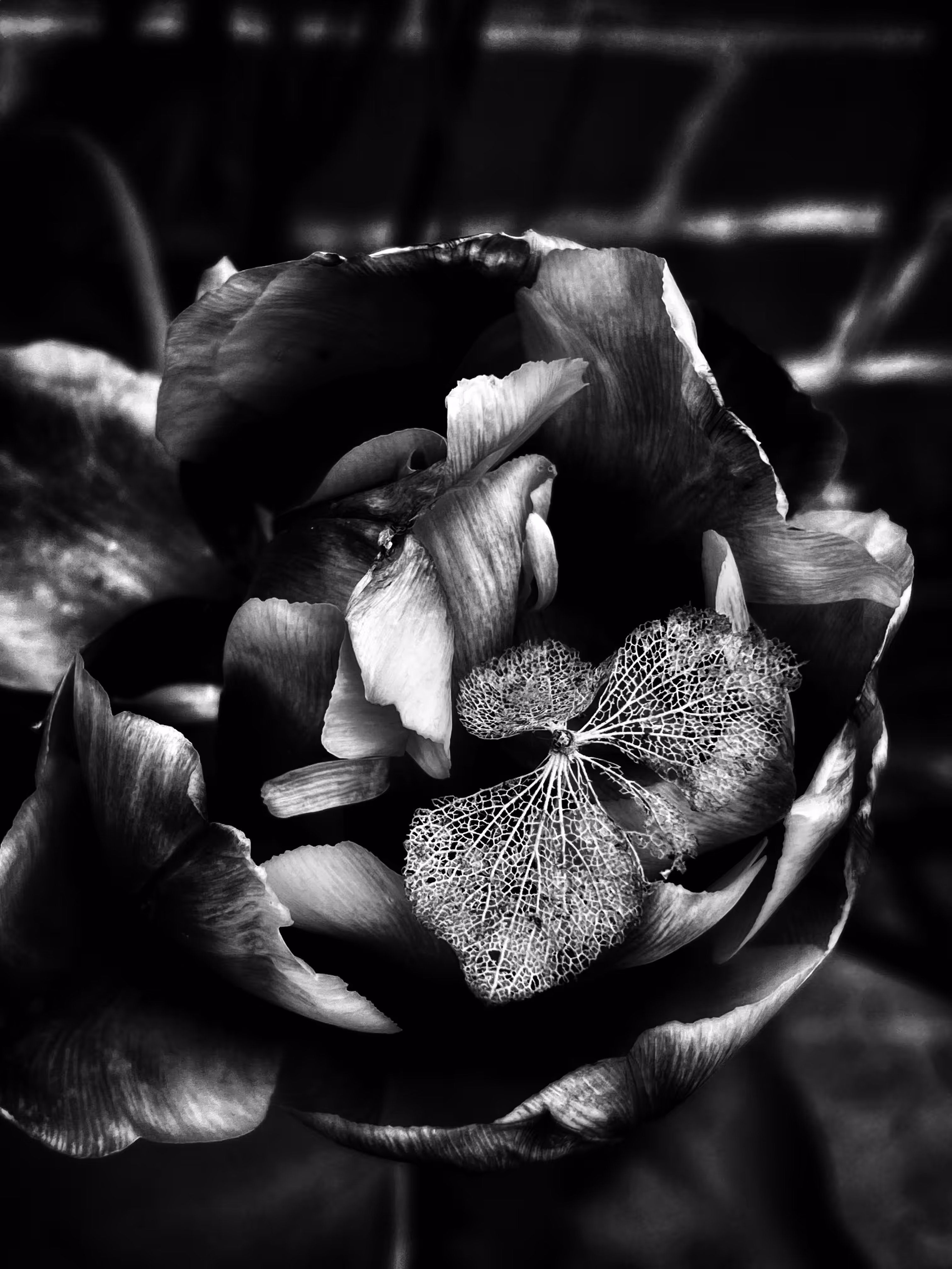 Bloom & Bones: Tulip B&W