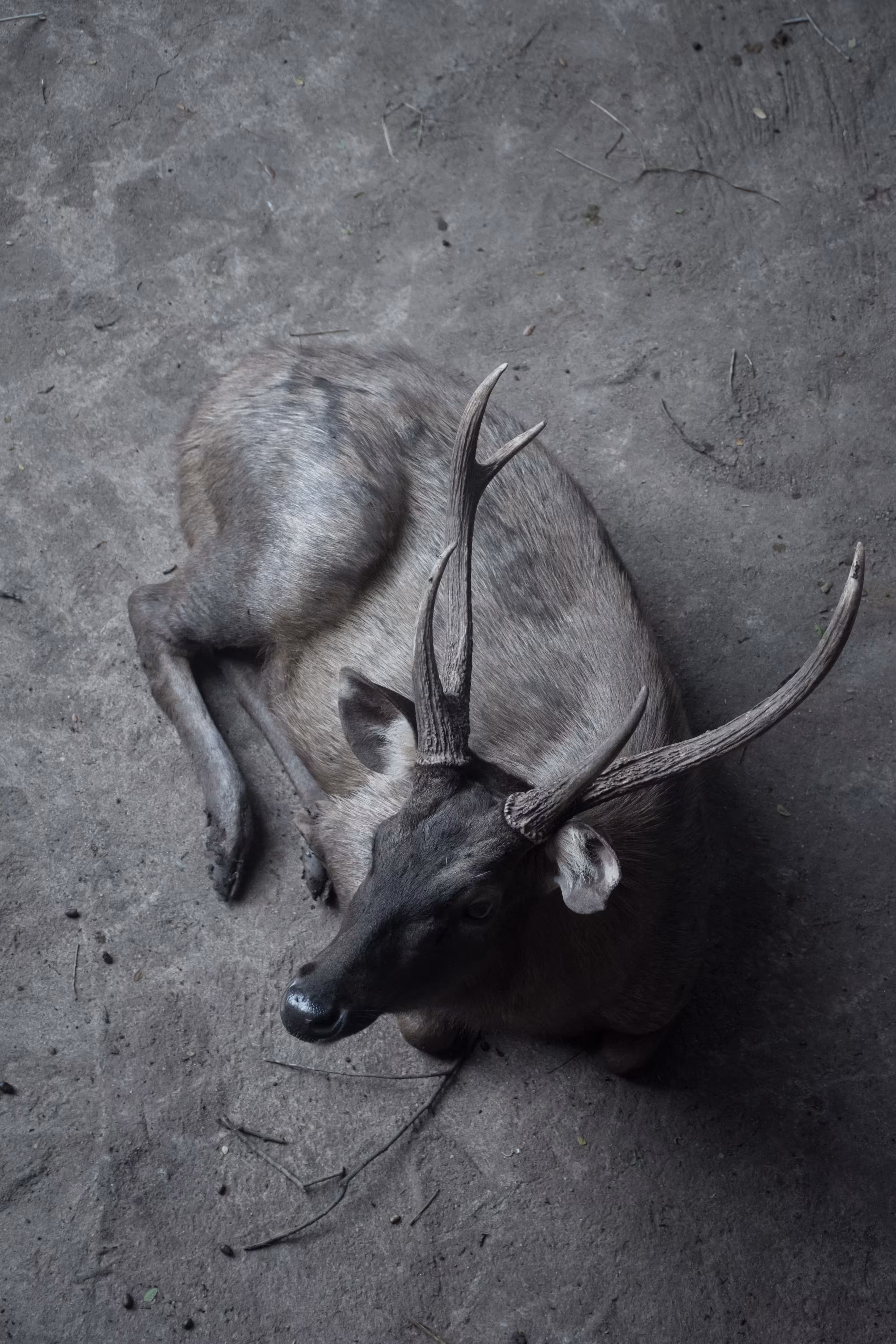 Vougue Animals.