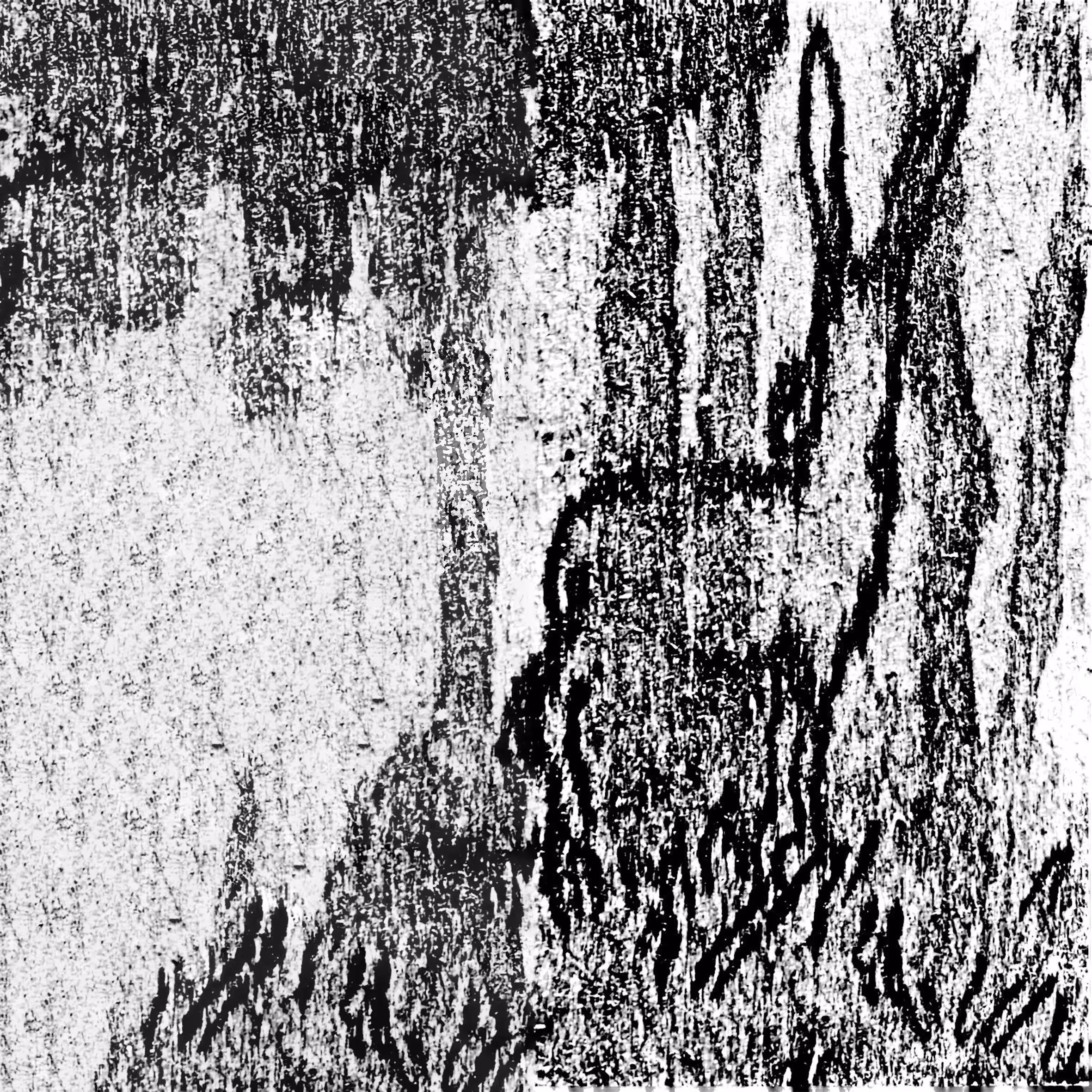 donkey