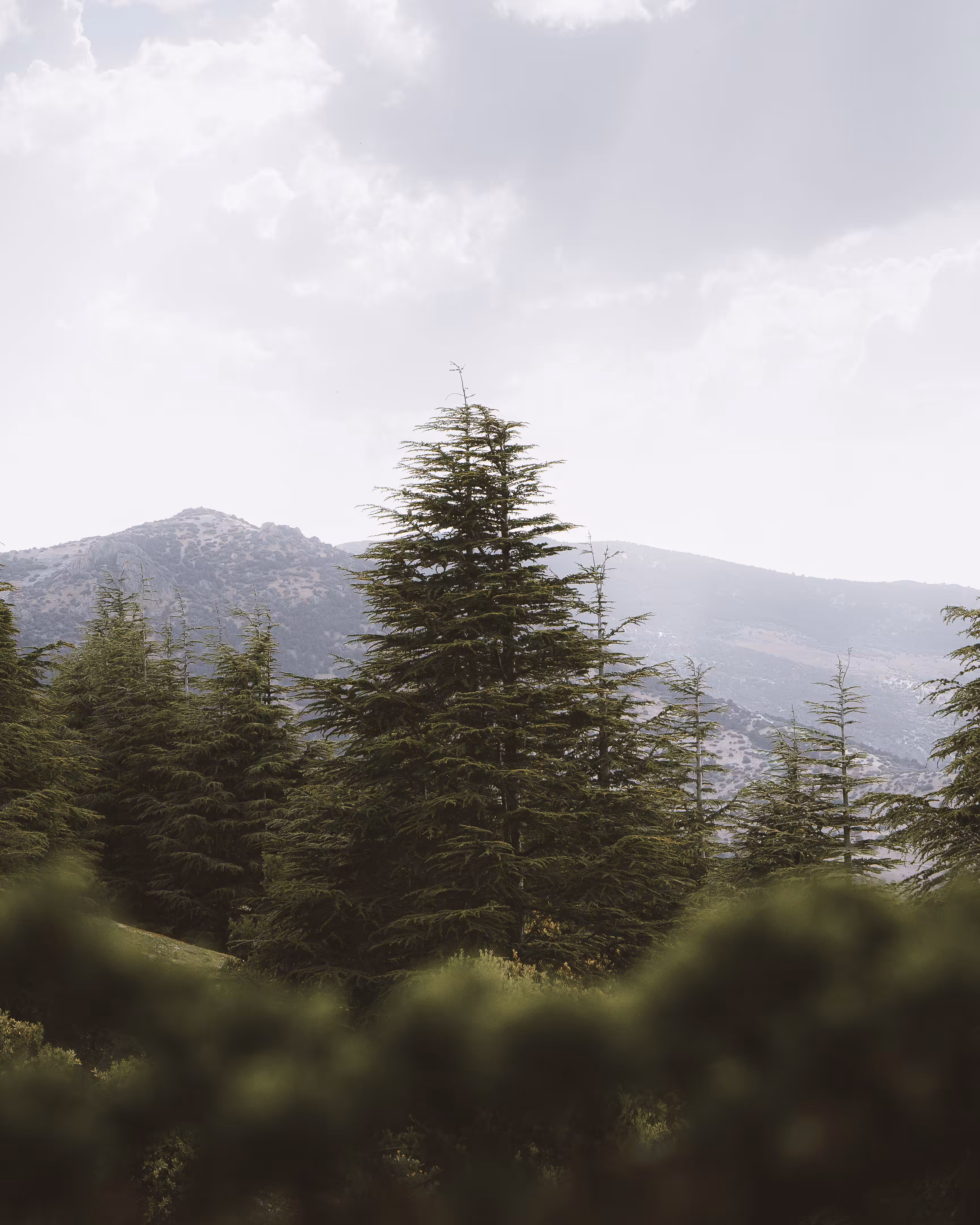 The tree of silence