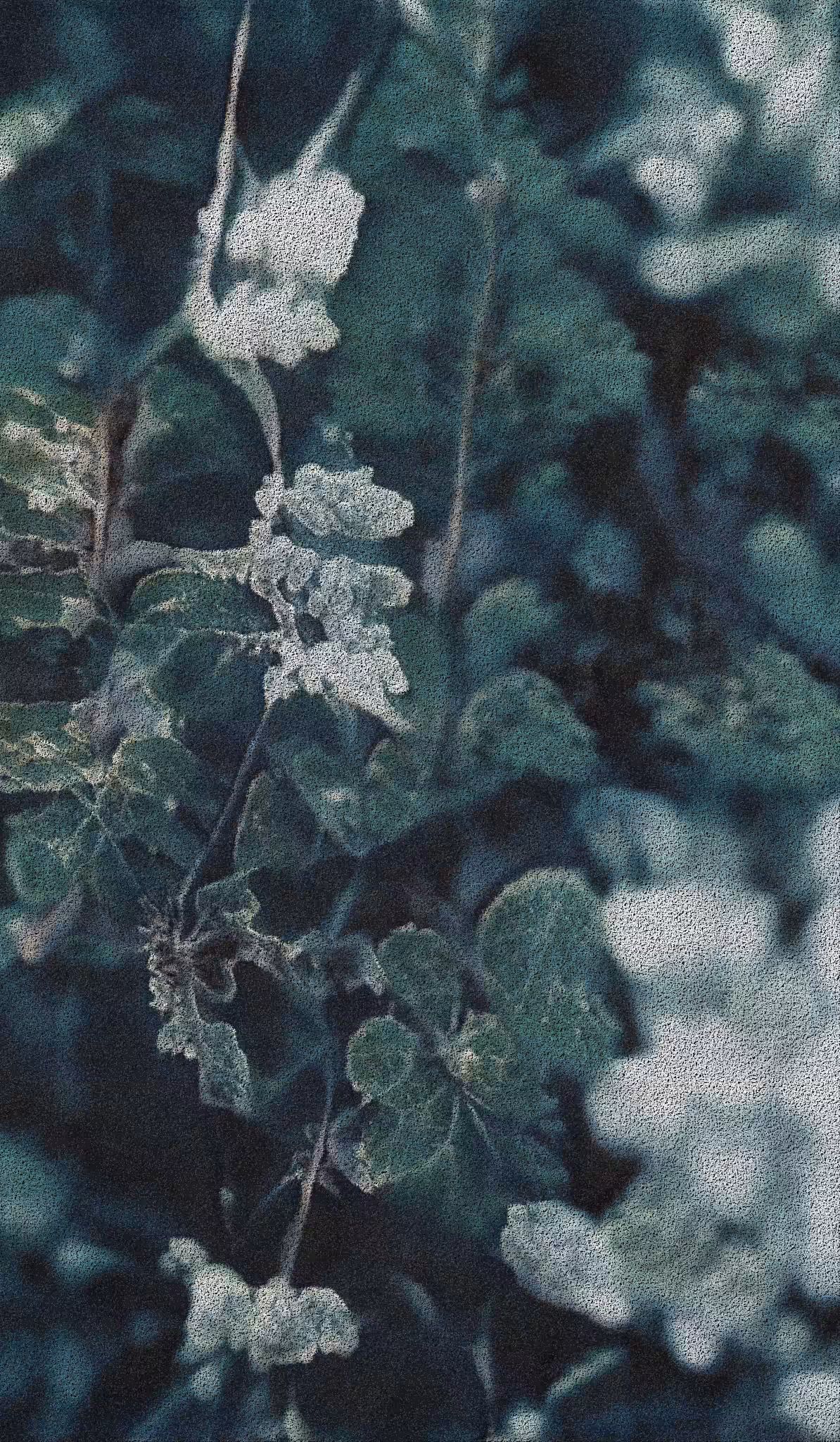 APPARATUS-VITIS: Apparatus Vitis #18