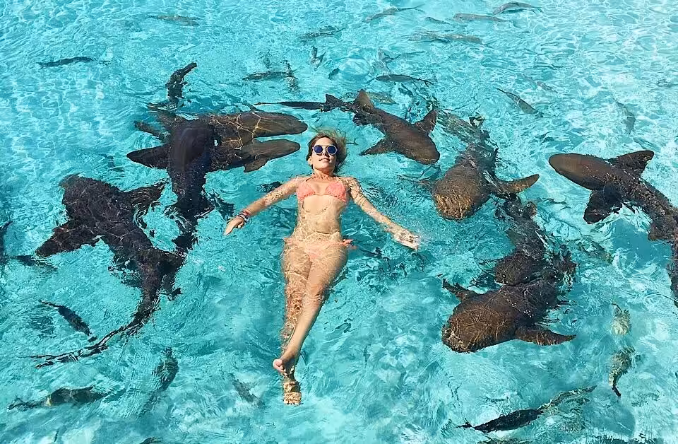 Viral shark attack 