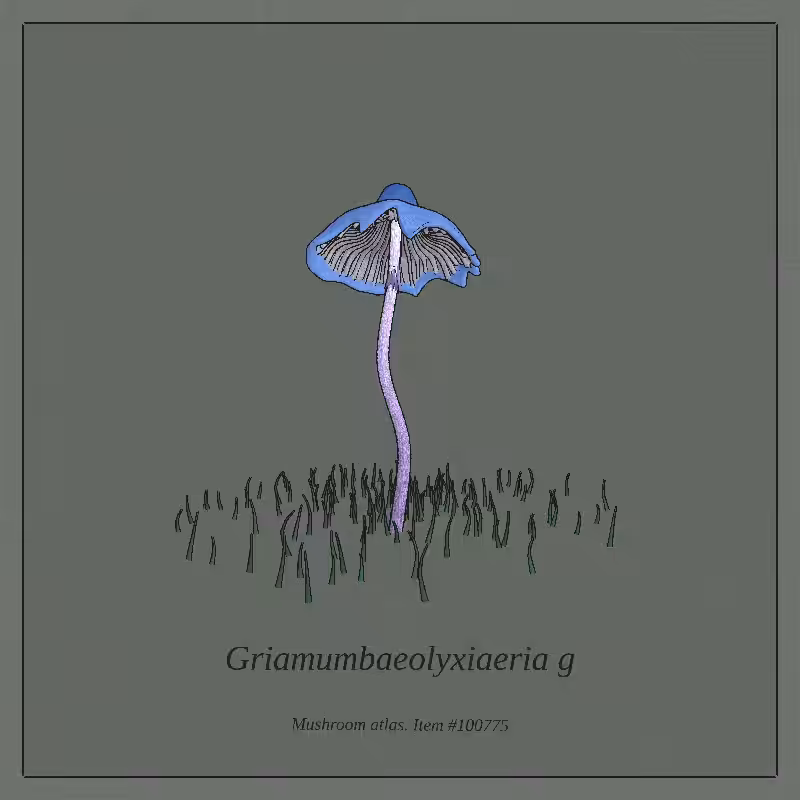 Mushroom Atlas #12
