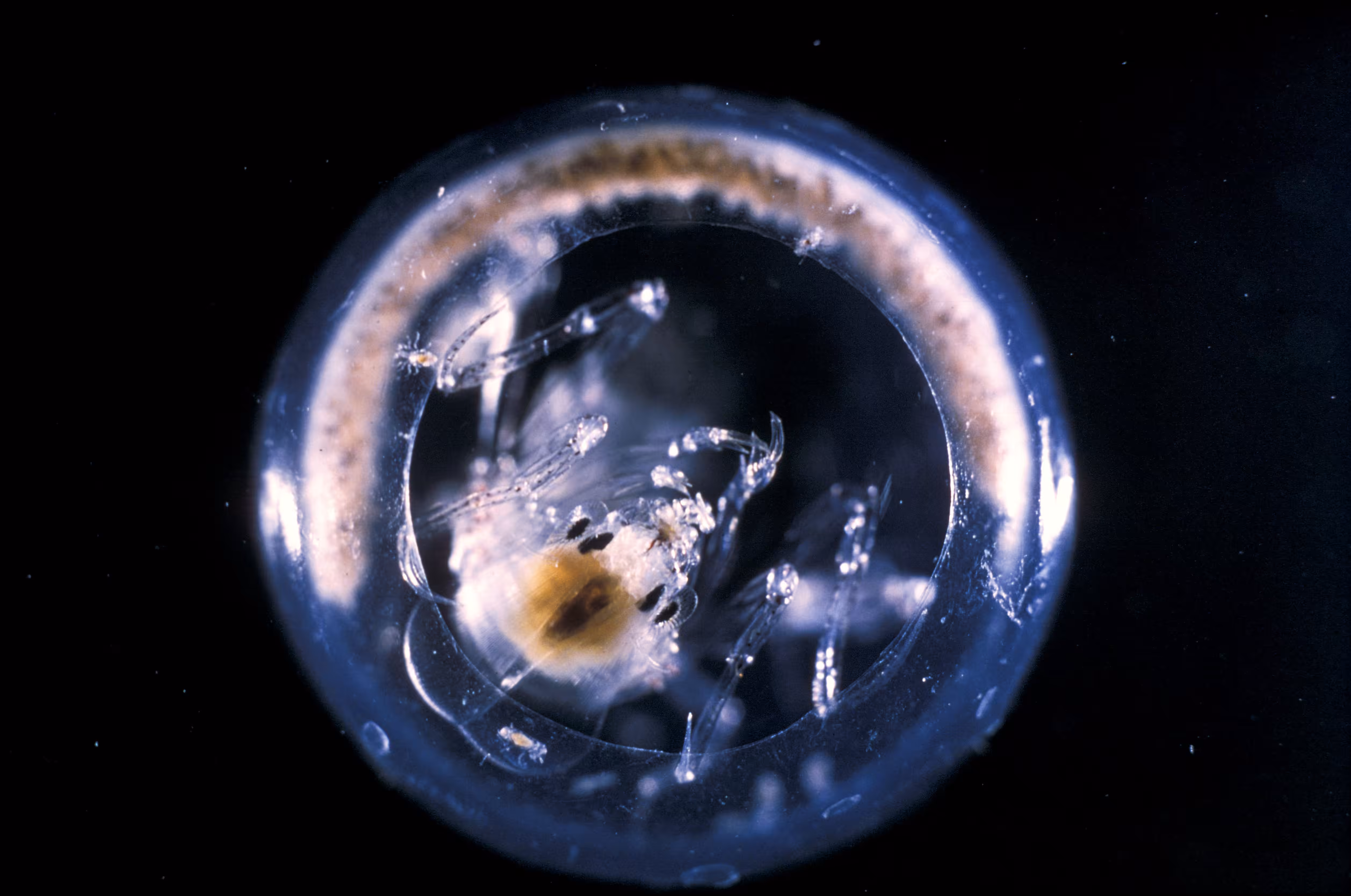 Invisible Oceans Founder's Collection: Invisible Oceans #13: Phronima I