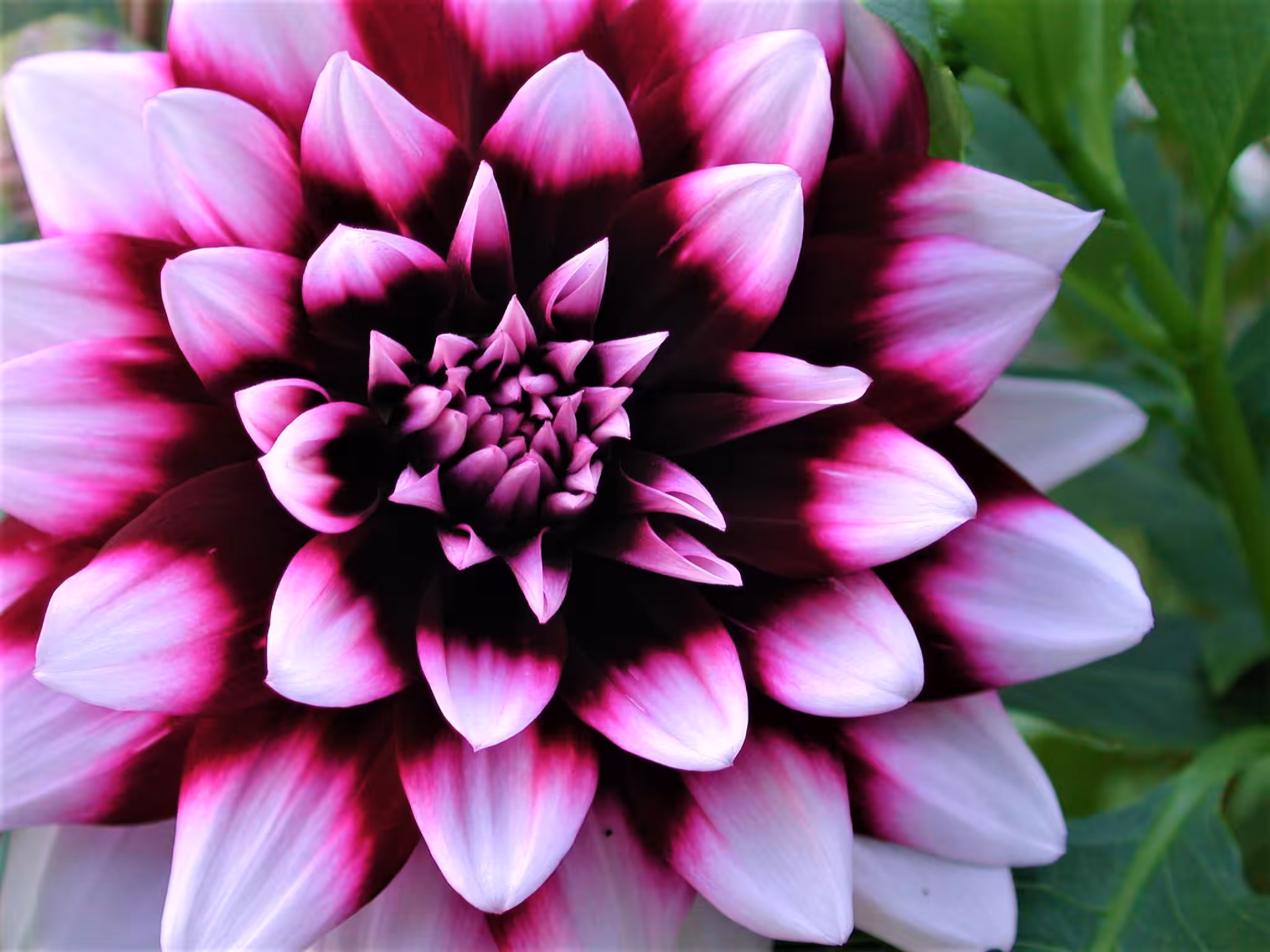 XTZ Flower 09