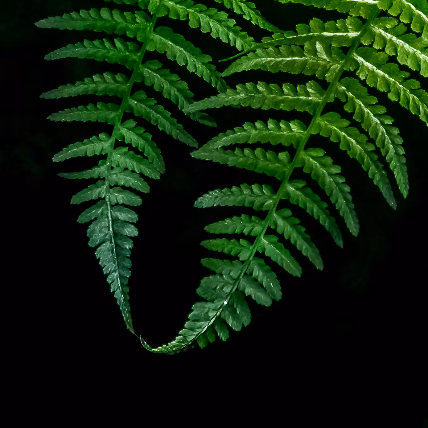 Best Fronds