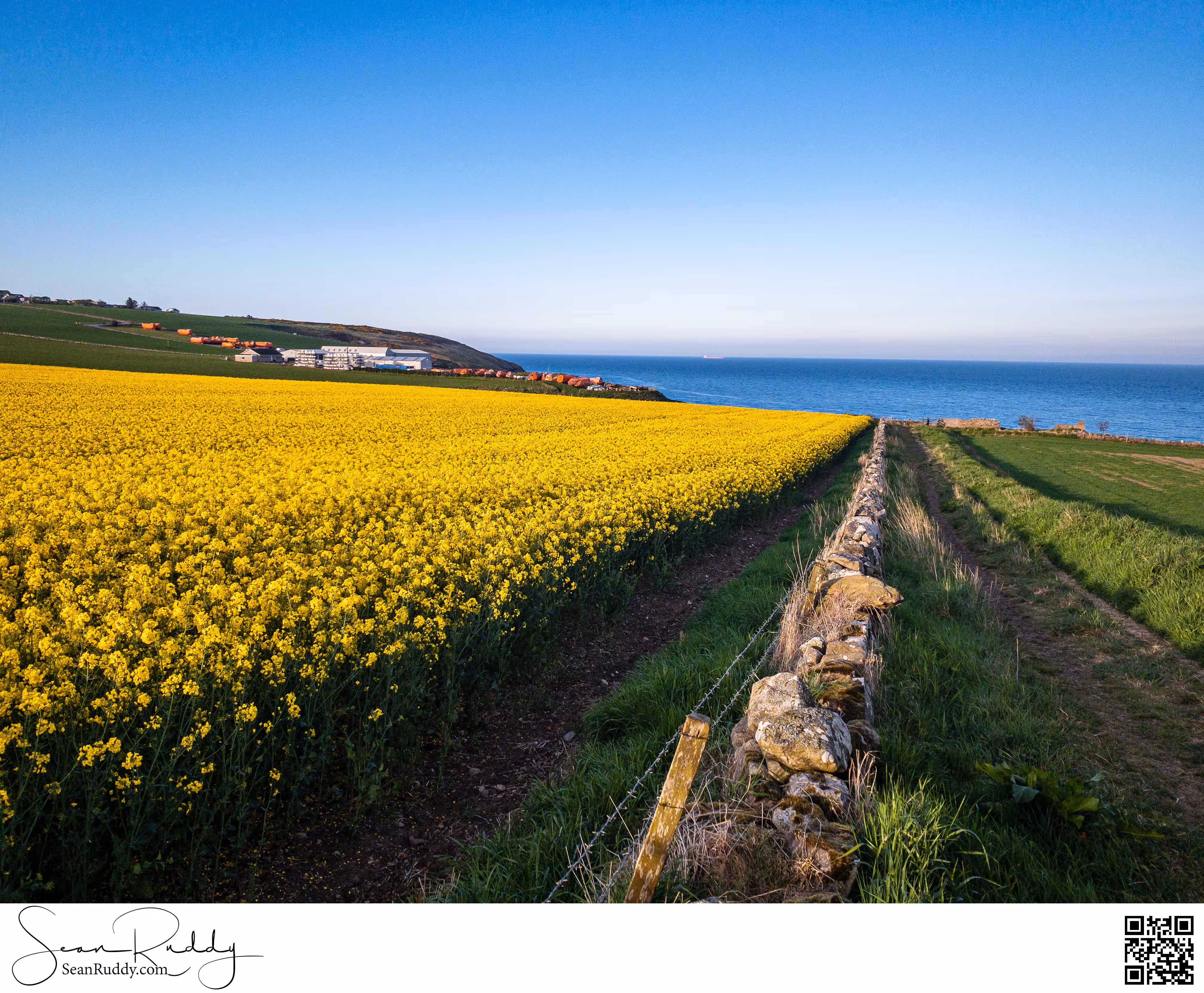 Rapeseed or Canola?
