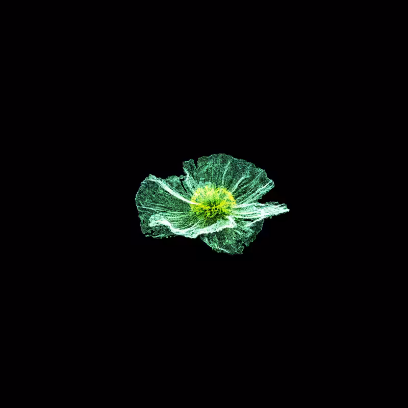 White Poppy 30 #175