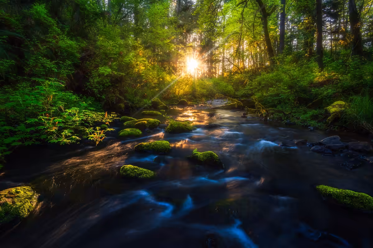 Coastal Rainforest 