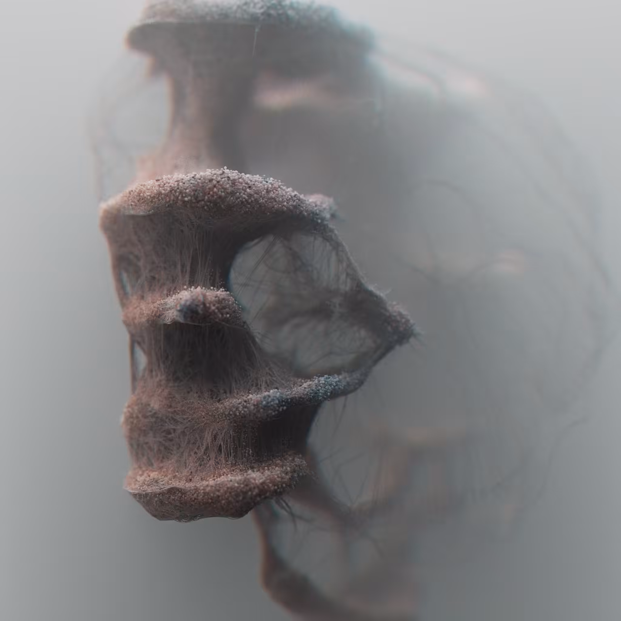 Rhinotillexomania_5x04