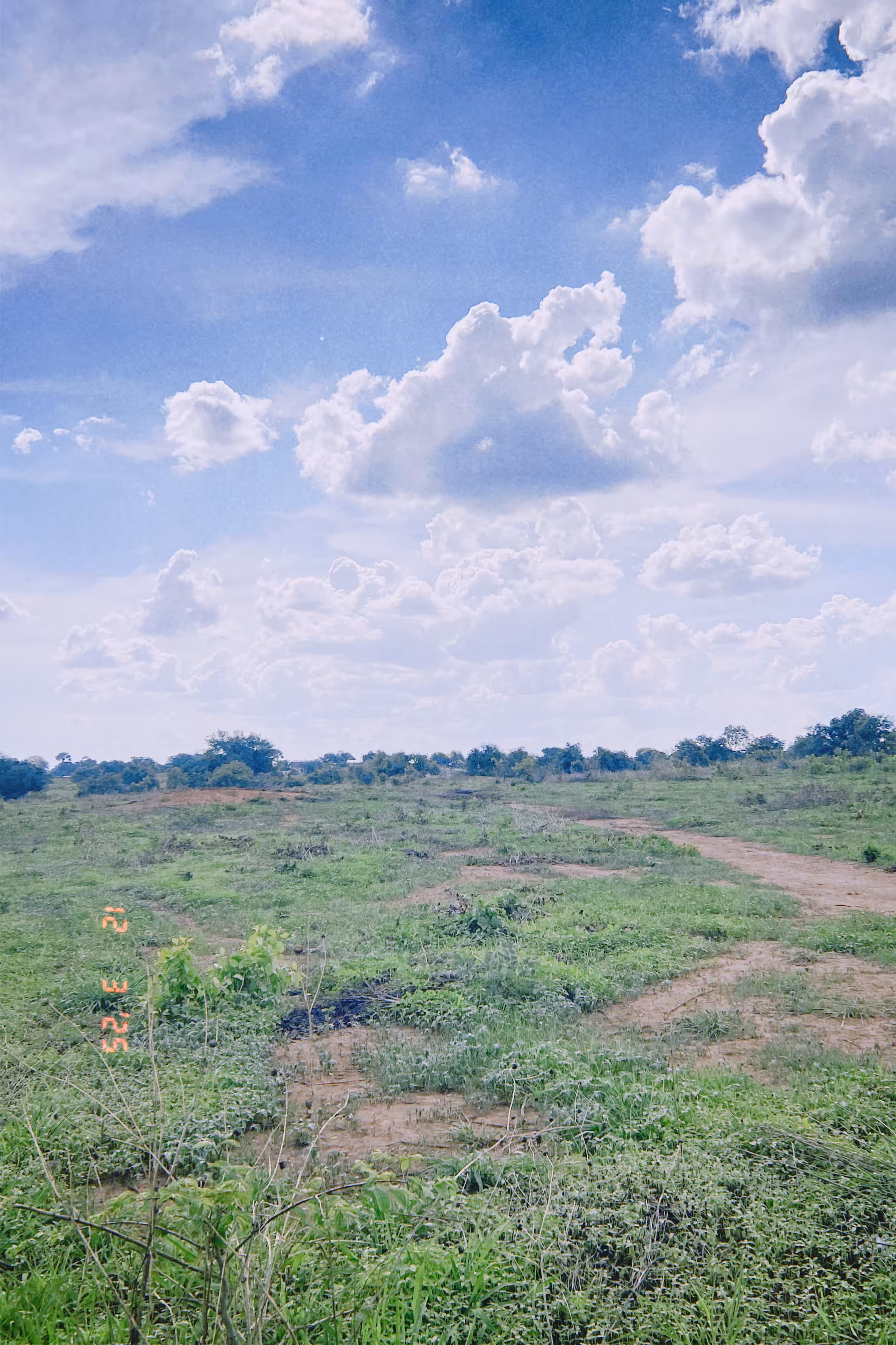 Field #007