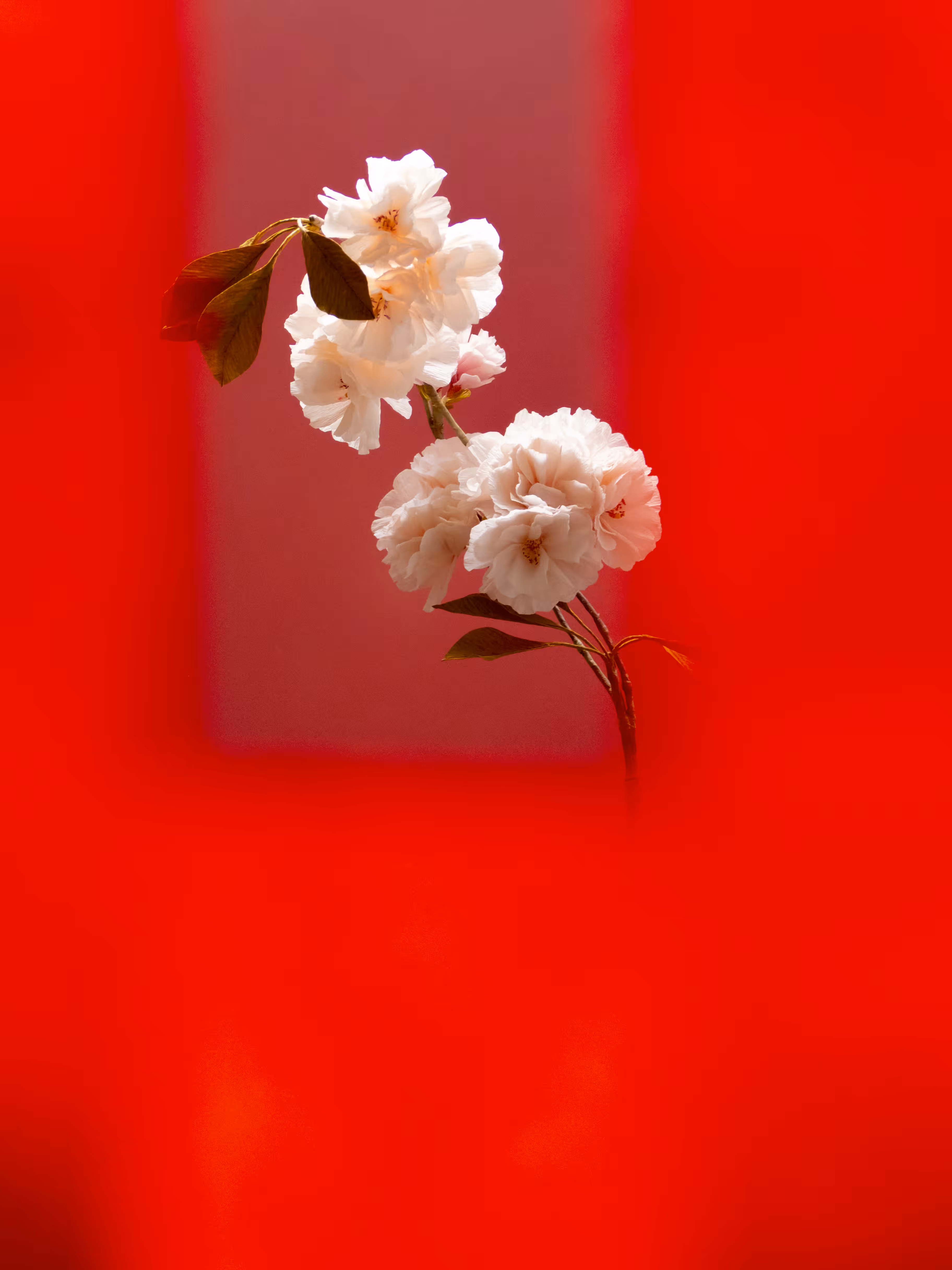 Fleurs d'Artifice