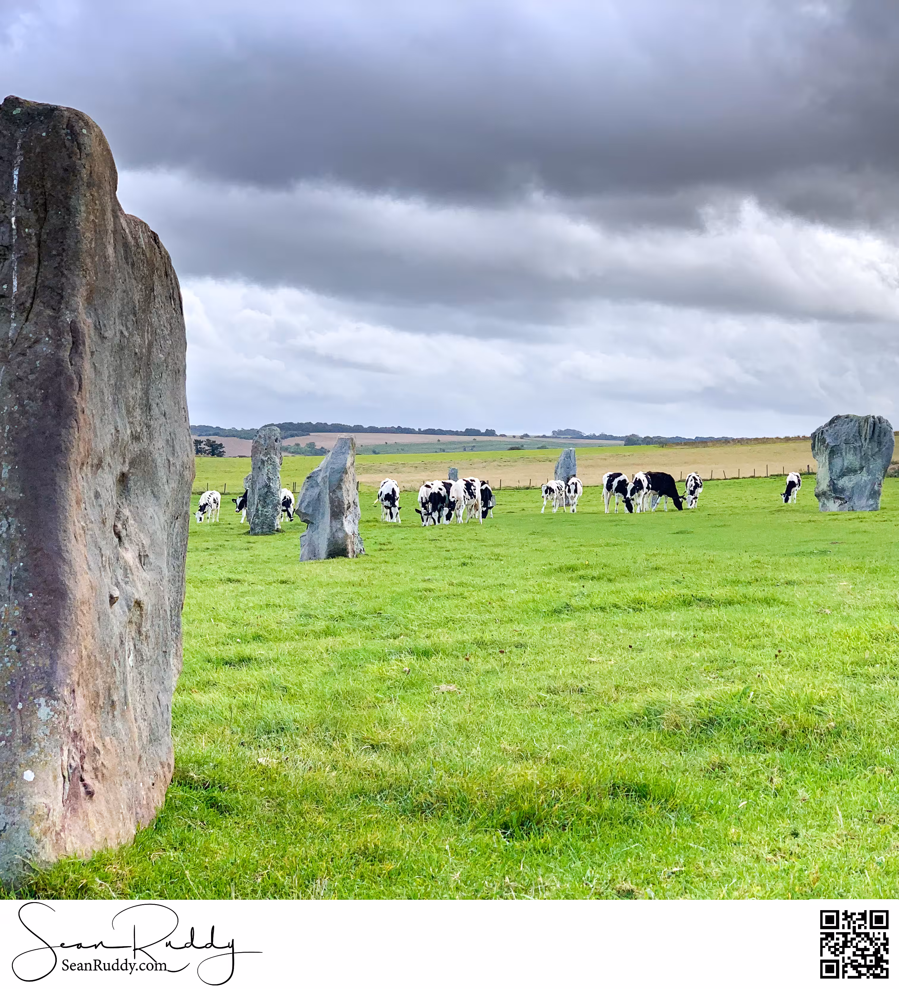 Cows With Neolithic Stones