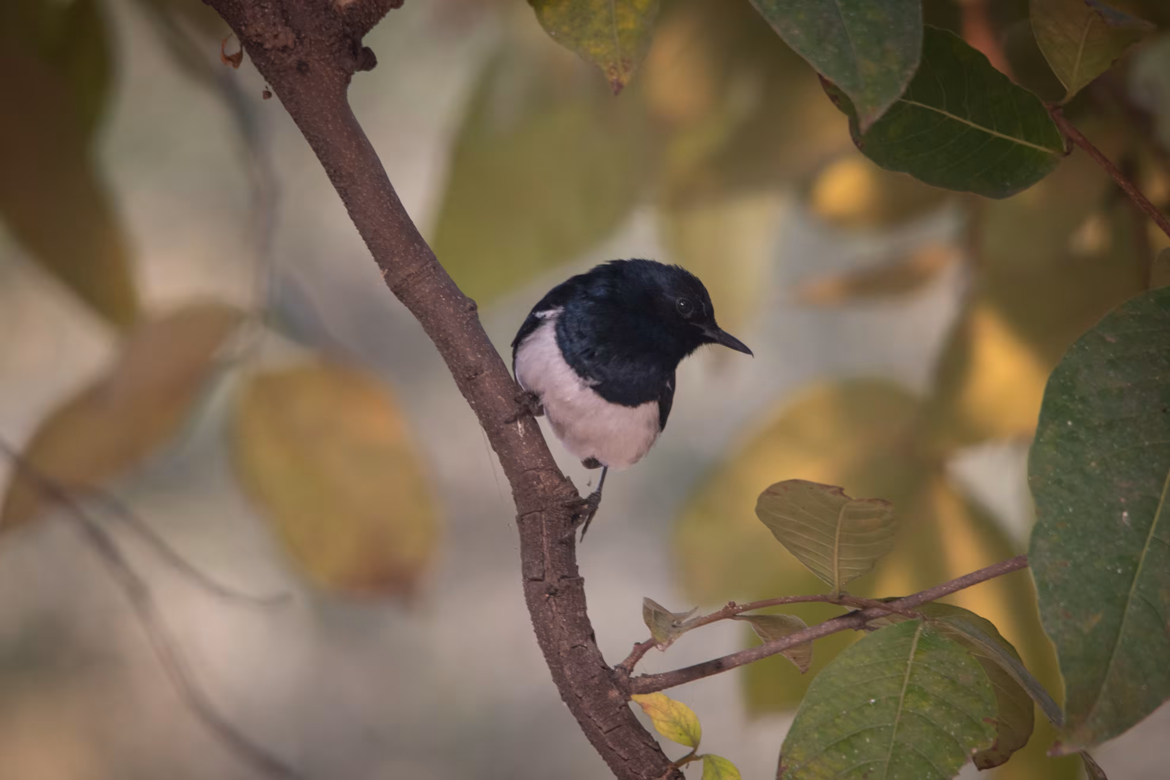 Oriental Magpie Robin
