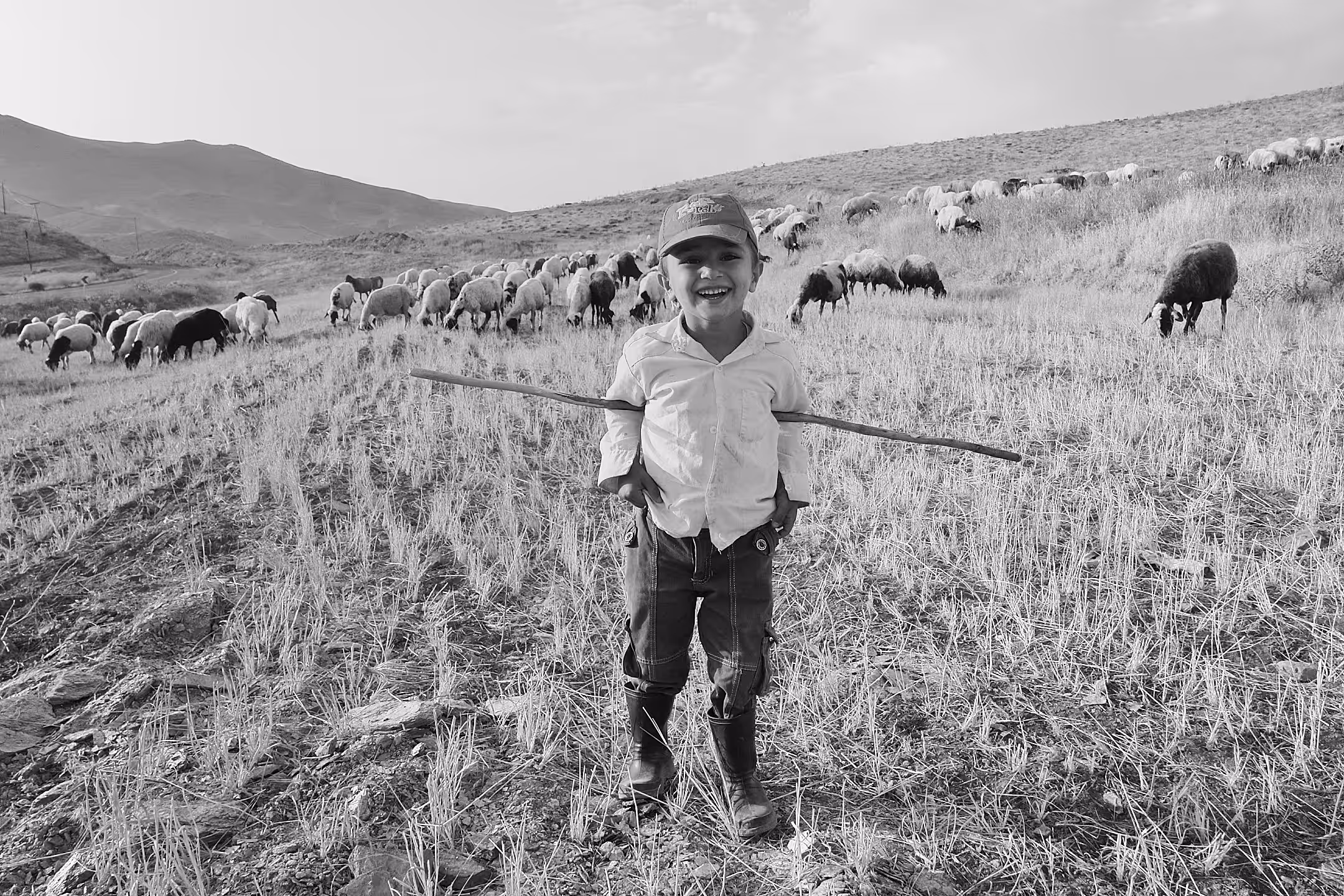 Shepherd