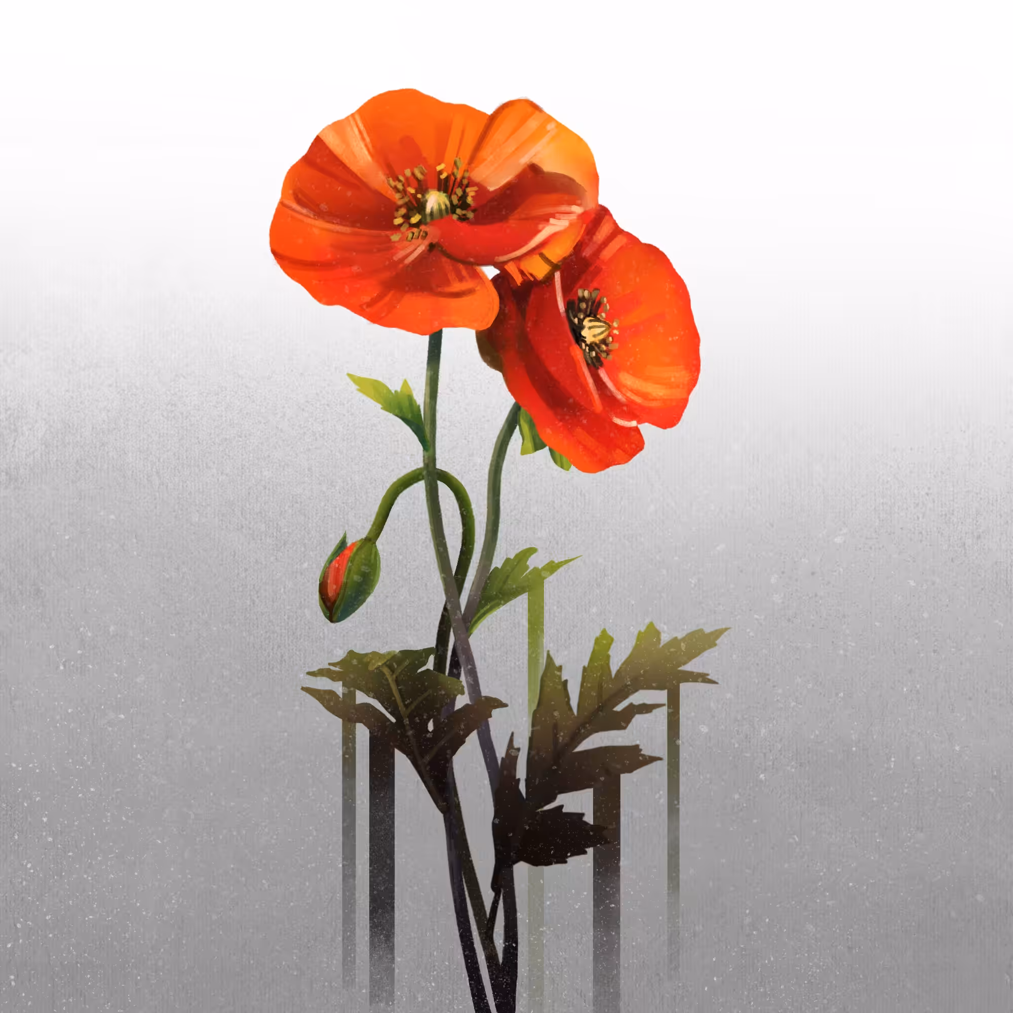 00:00:04 - Poppy