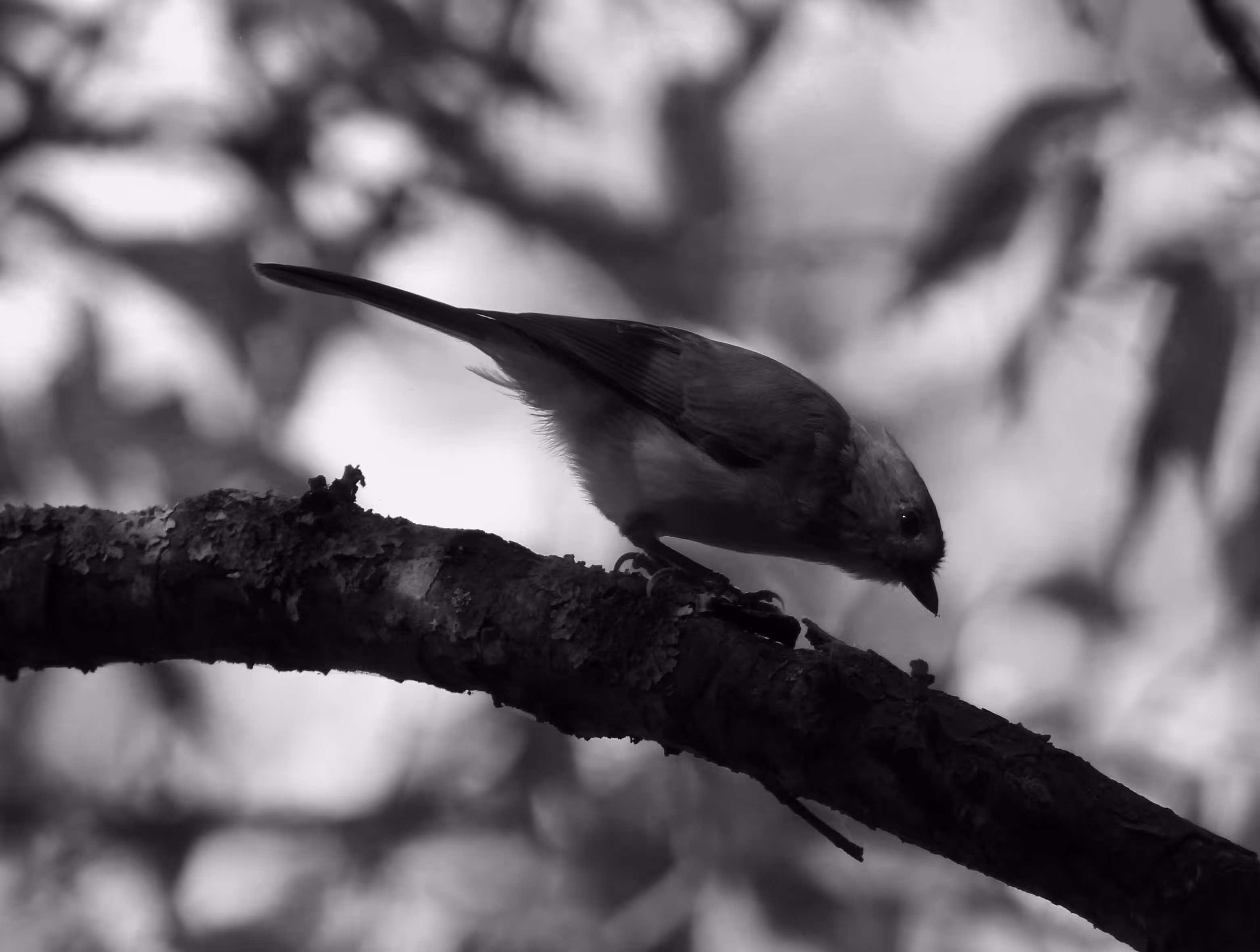HICtober #24 - Tufted Titmouse