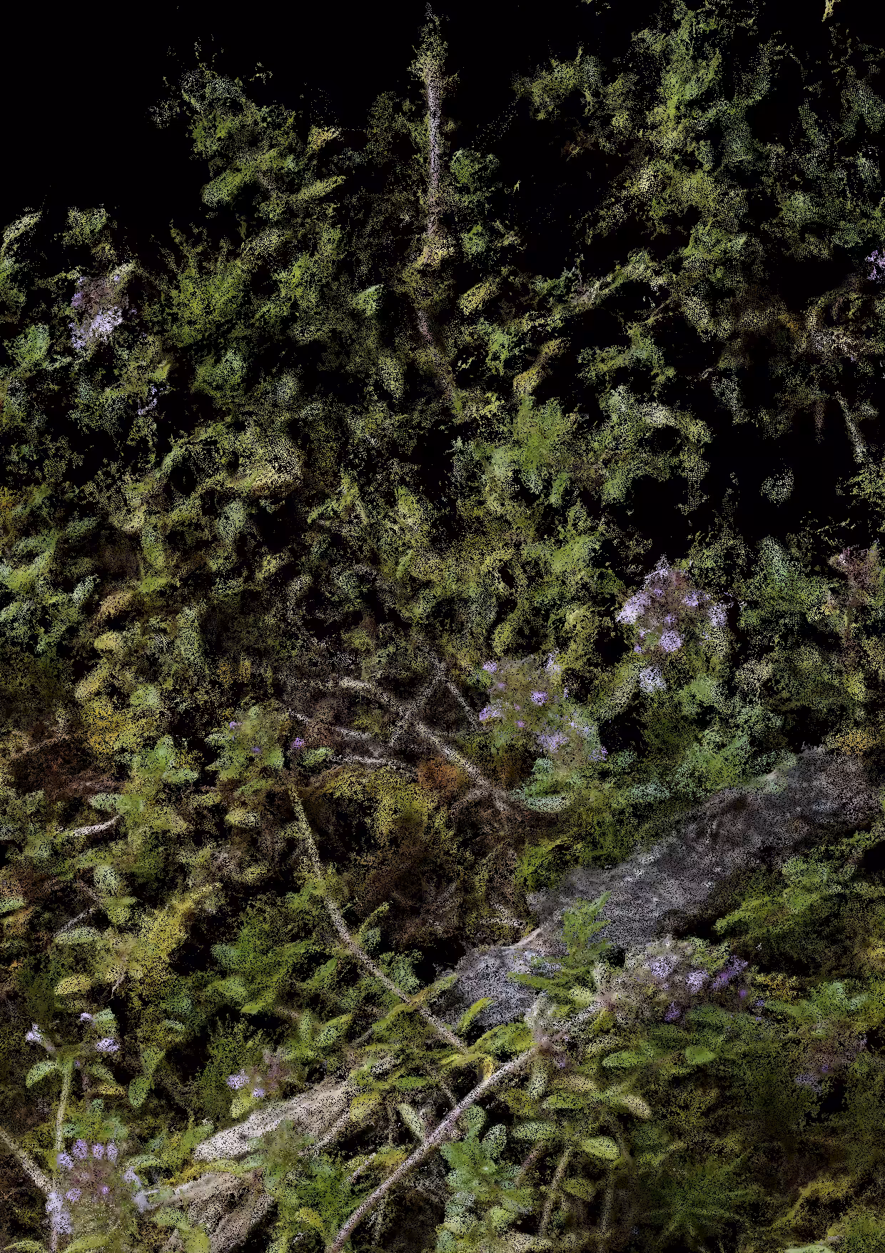 Overgrowth 0058