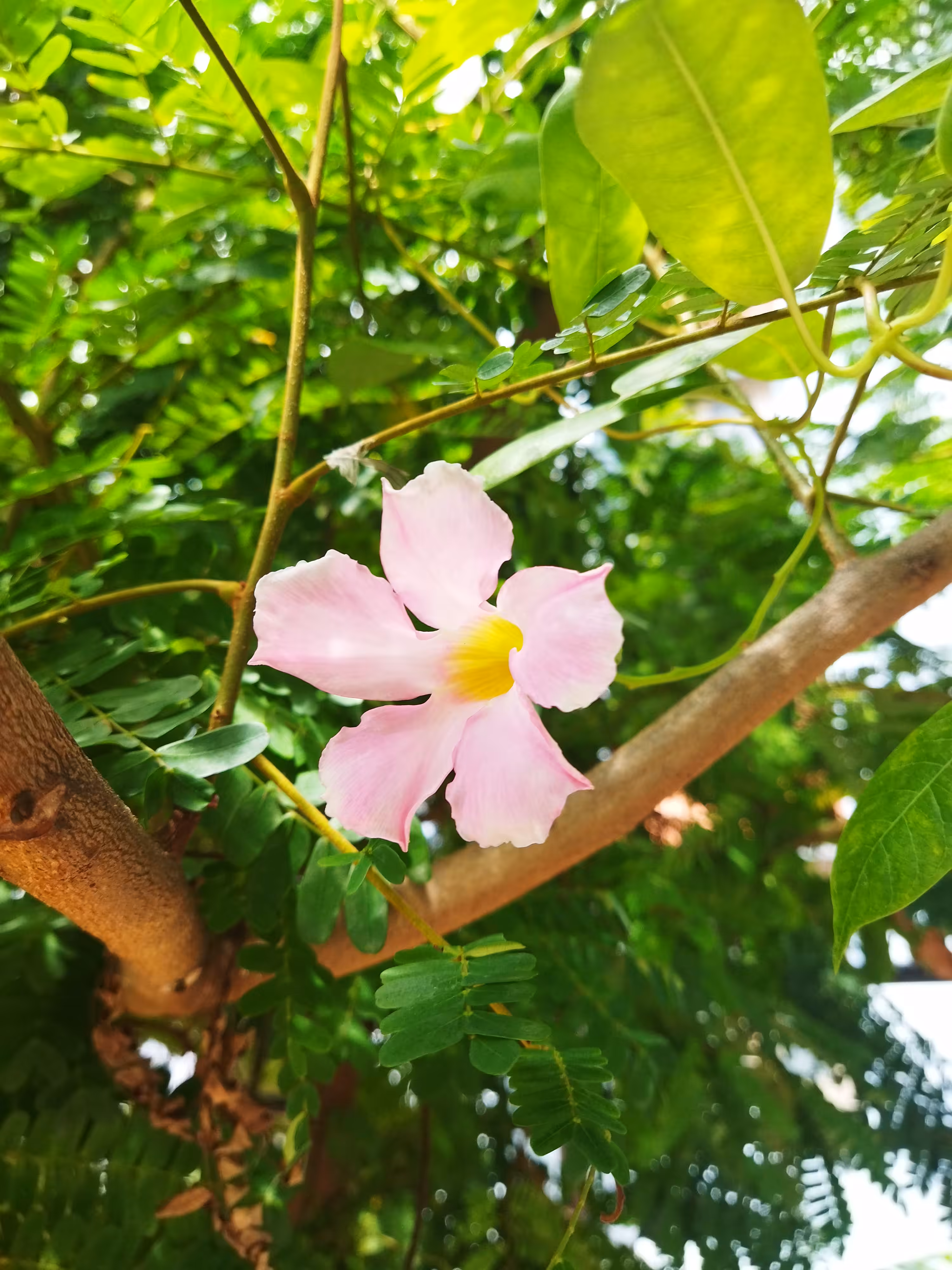 My World Of Flora And Fauna: Brazilian Jasmine 