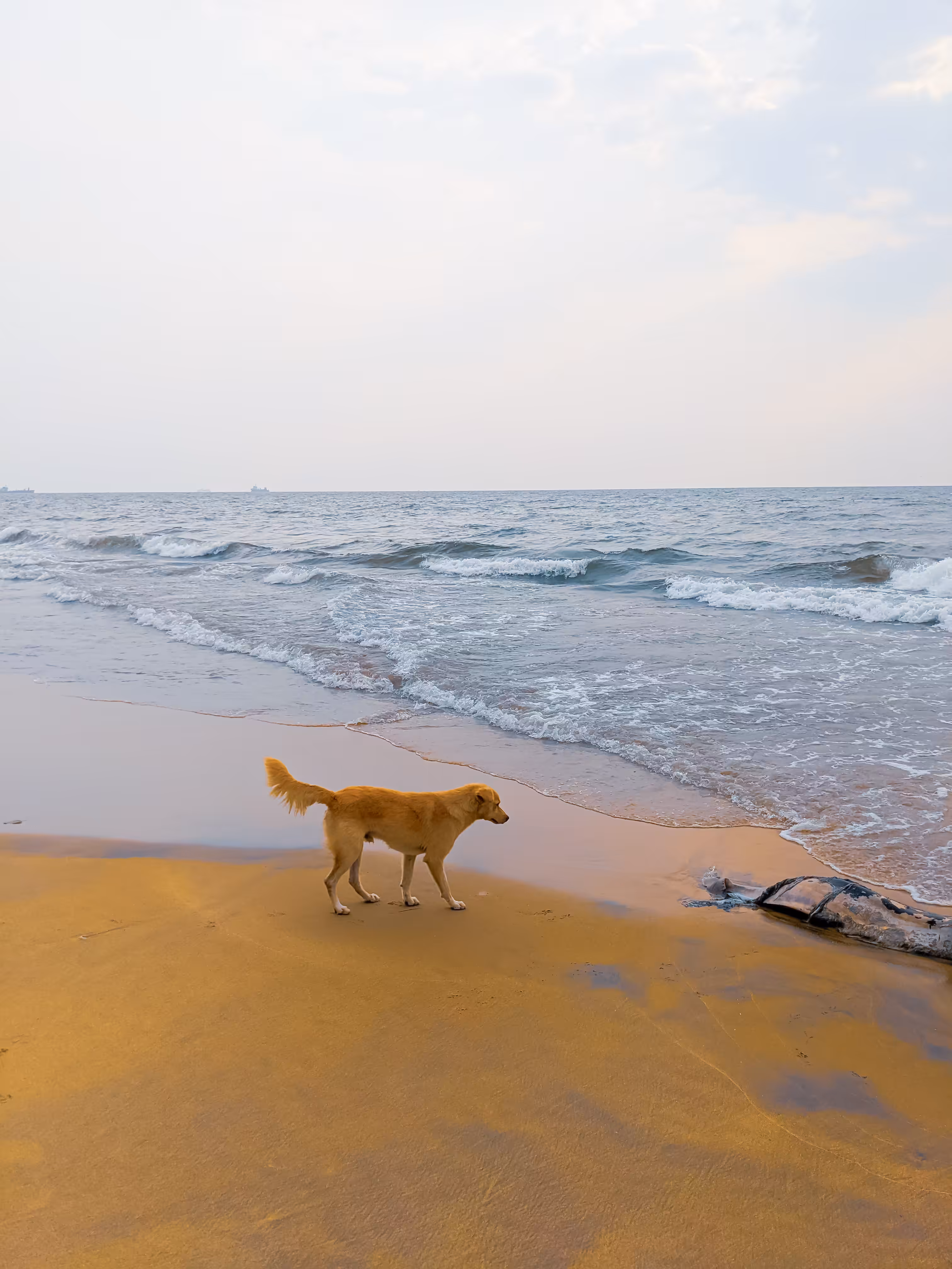 Sandy