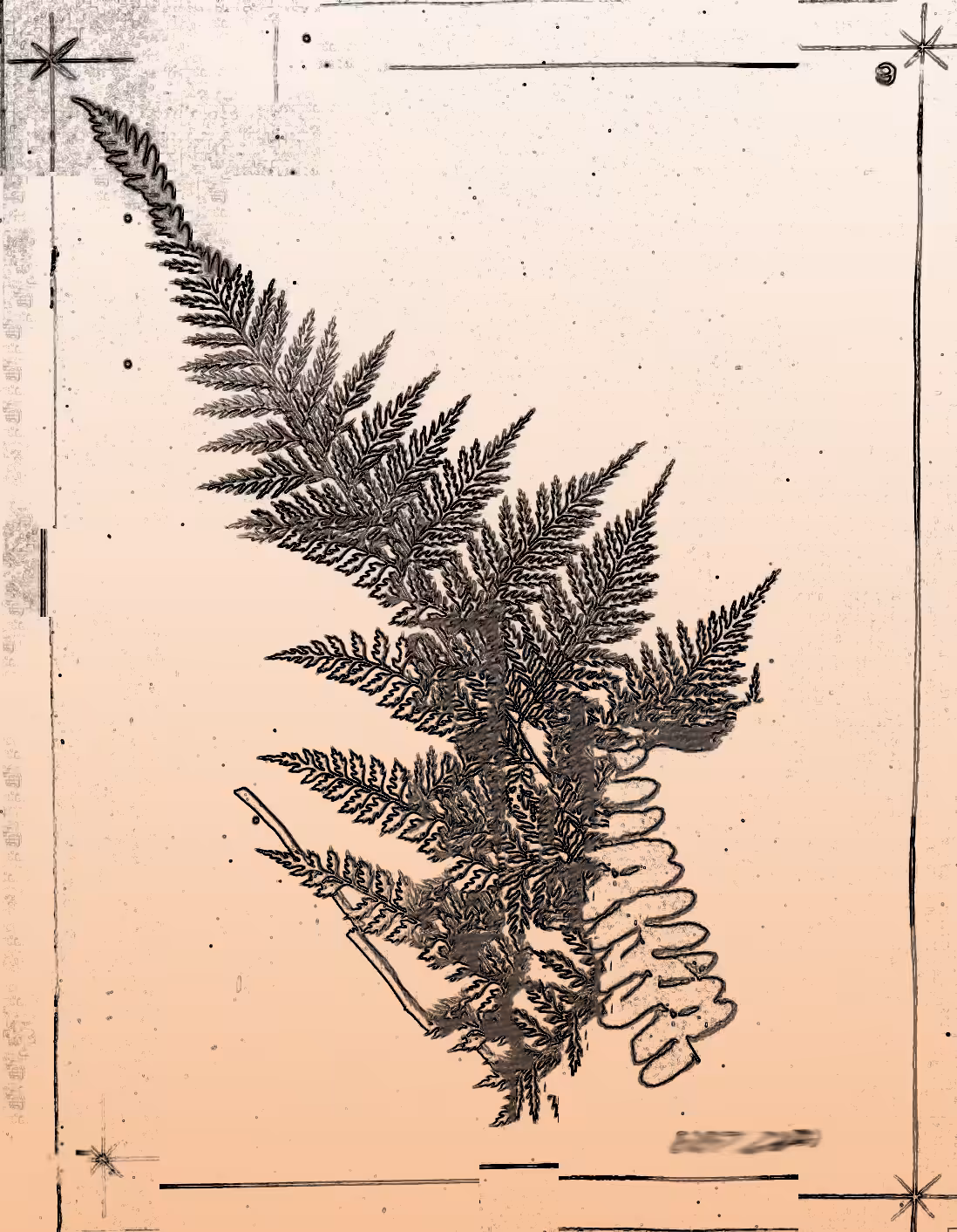 Metafern [g]