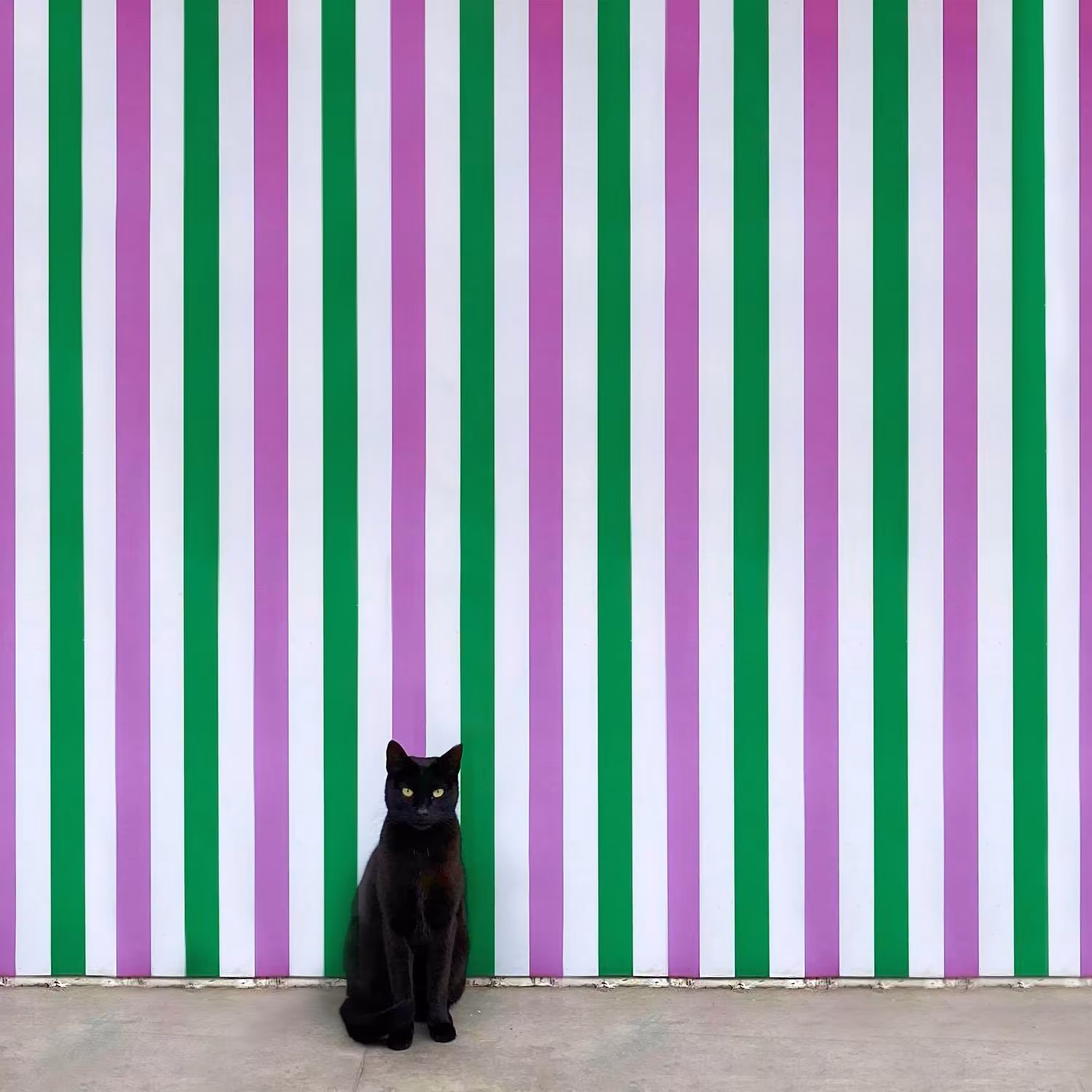 Istanbul Cat 3