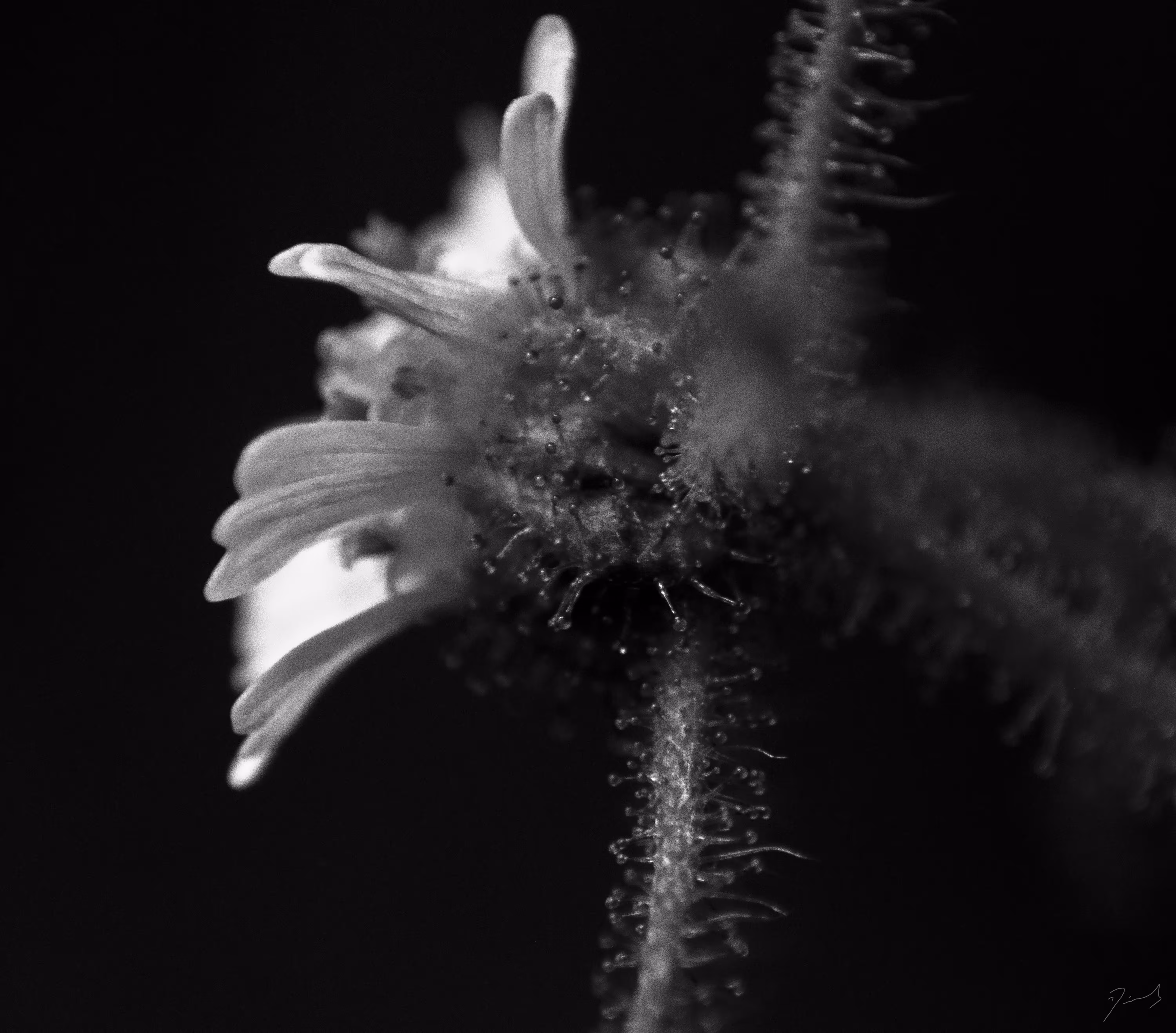 Flower II