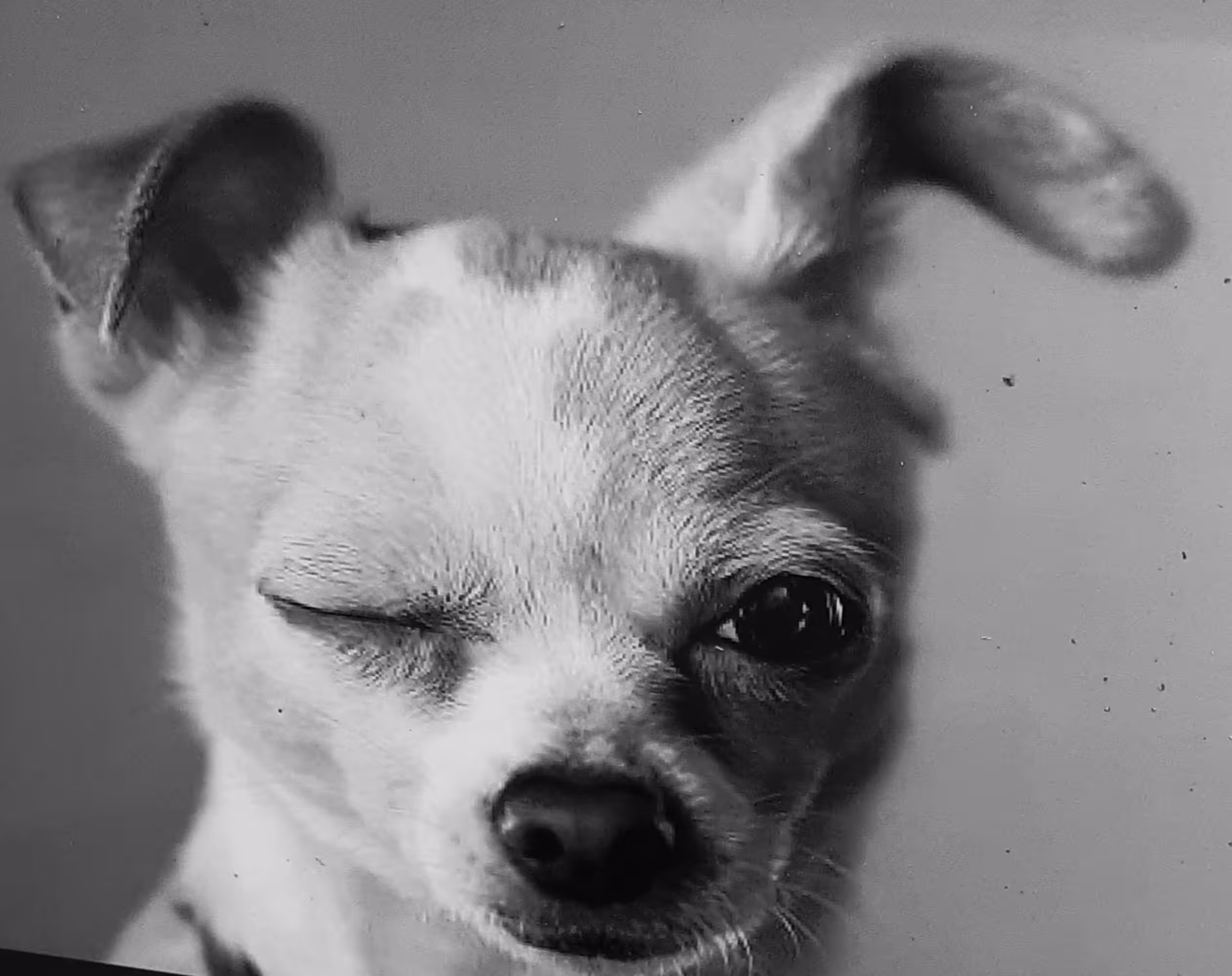 Dog #4
