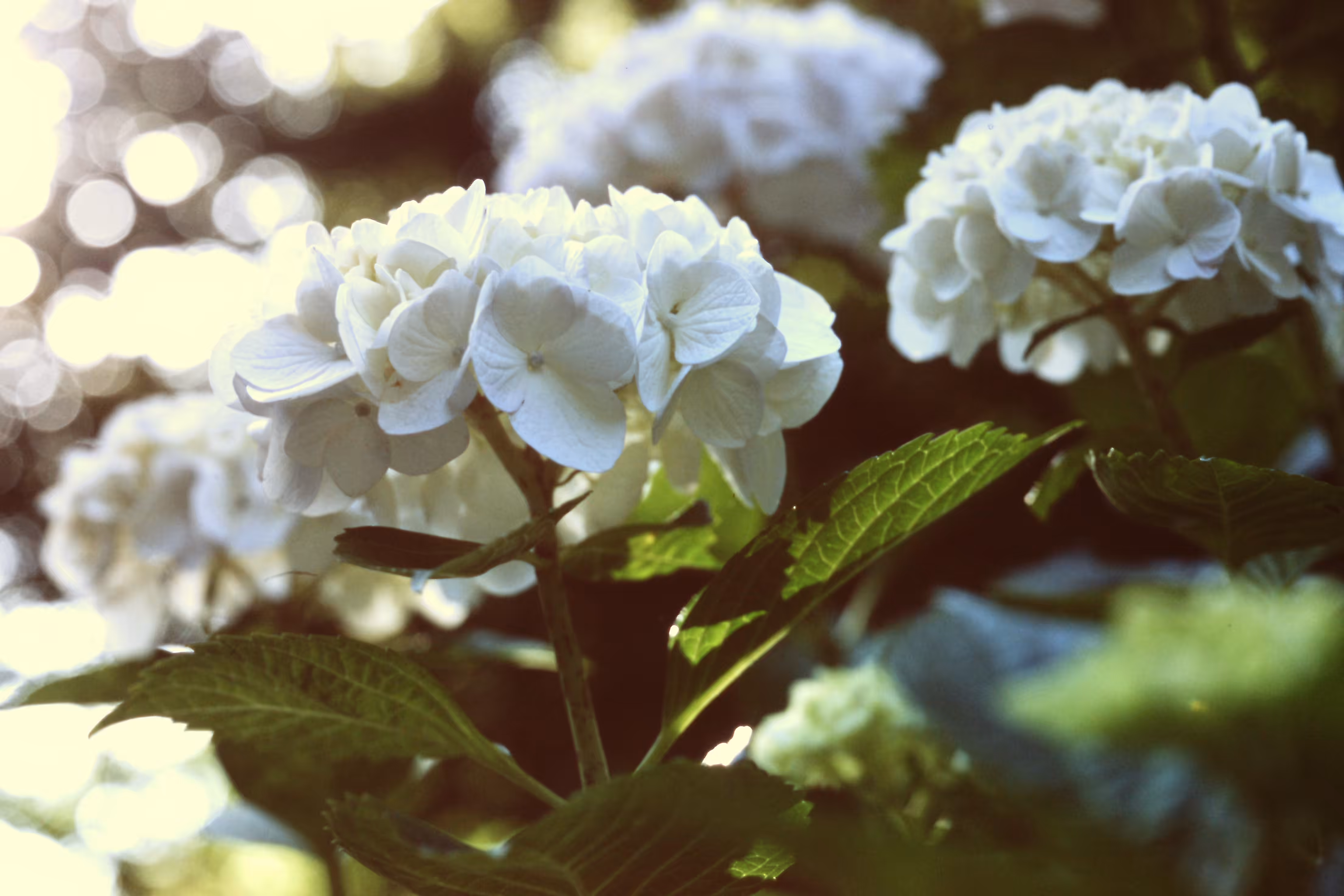 Heaven Series: The World of Film - Beautiful World