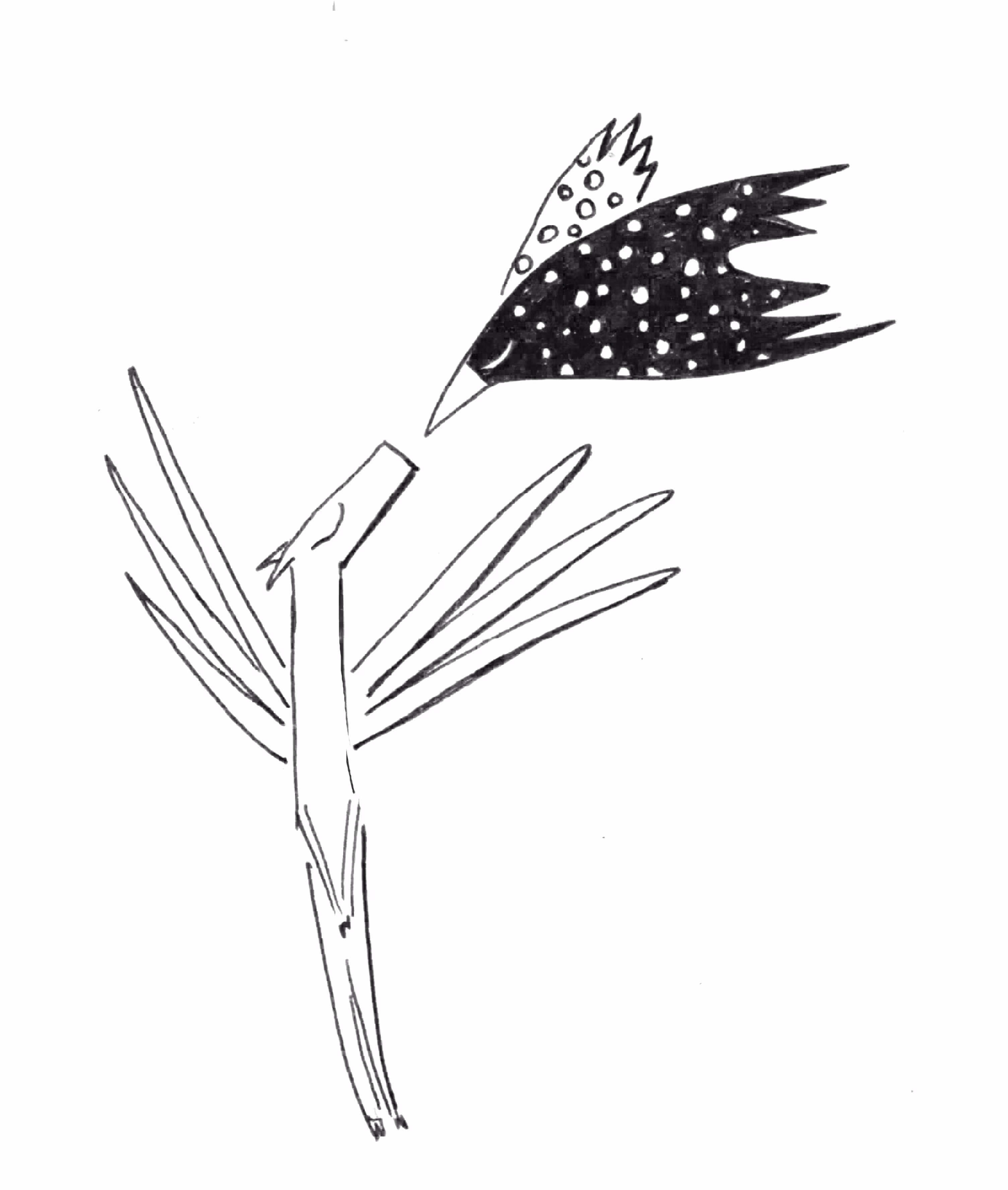 checkered birds