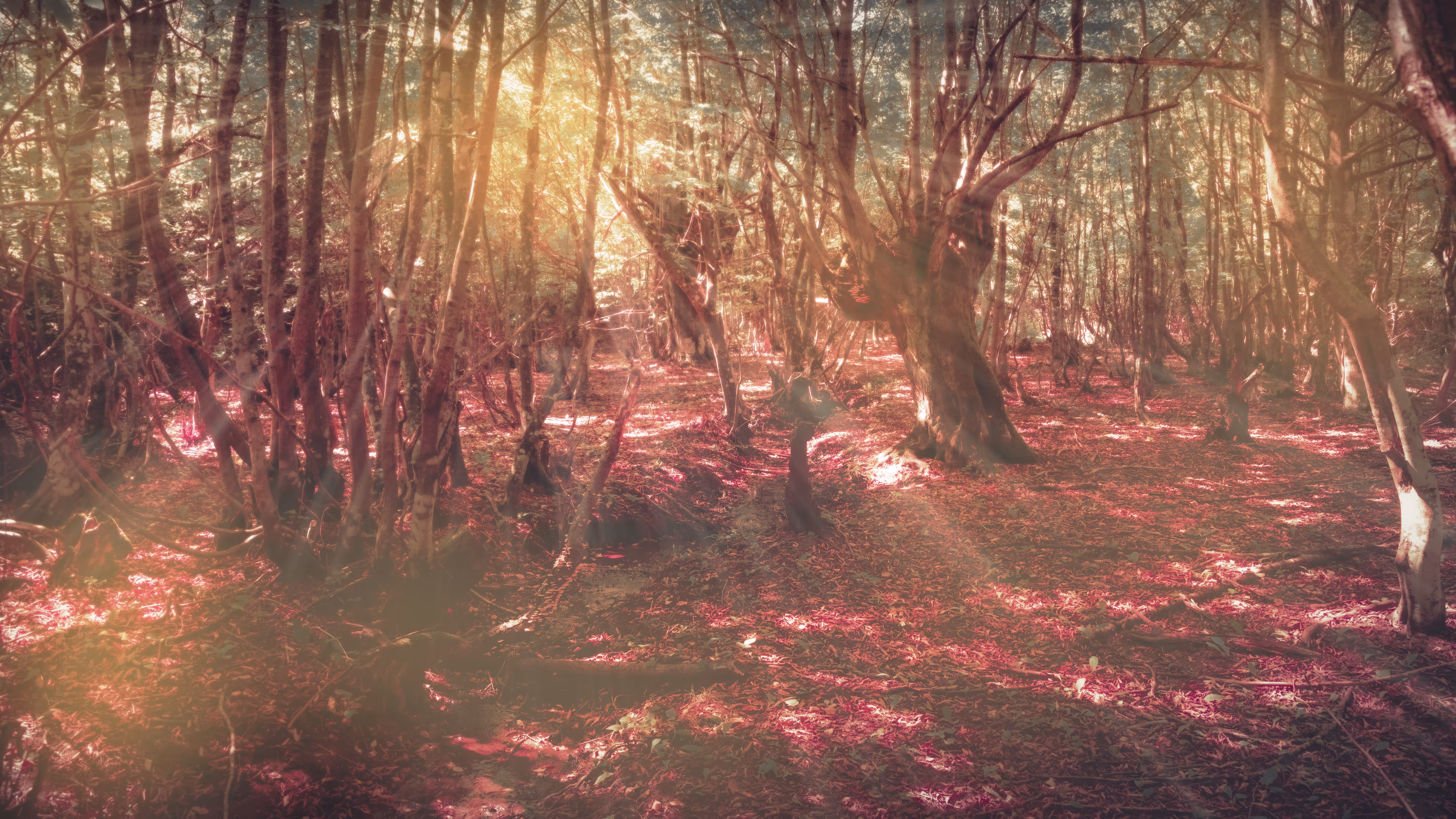 Infected forest