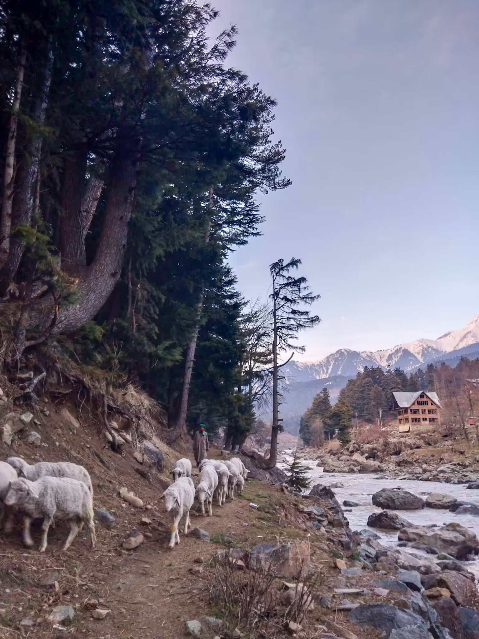 クモ 〇〇九　Pahalgam,2019